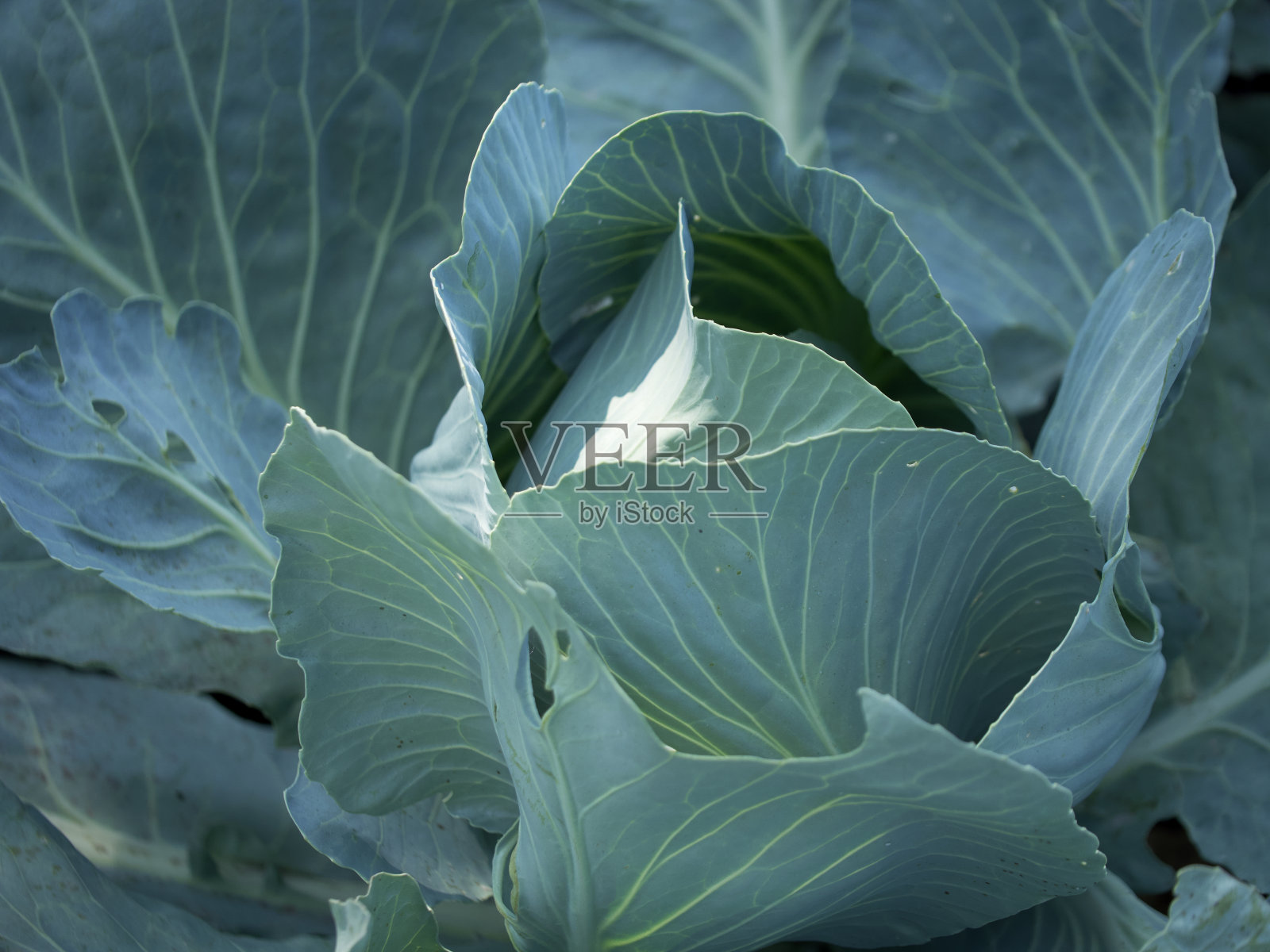 白菜的头，特写。青菜叶。照片摄影图片