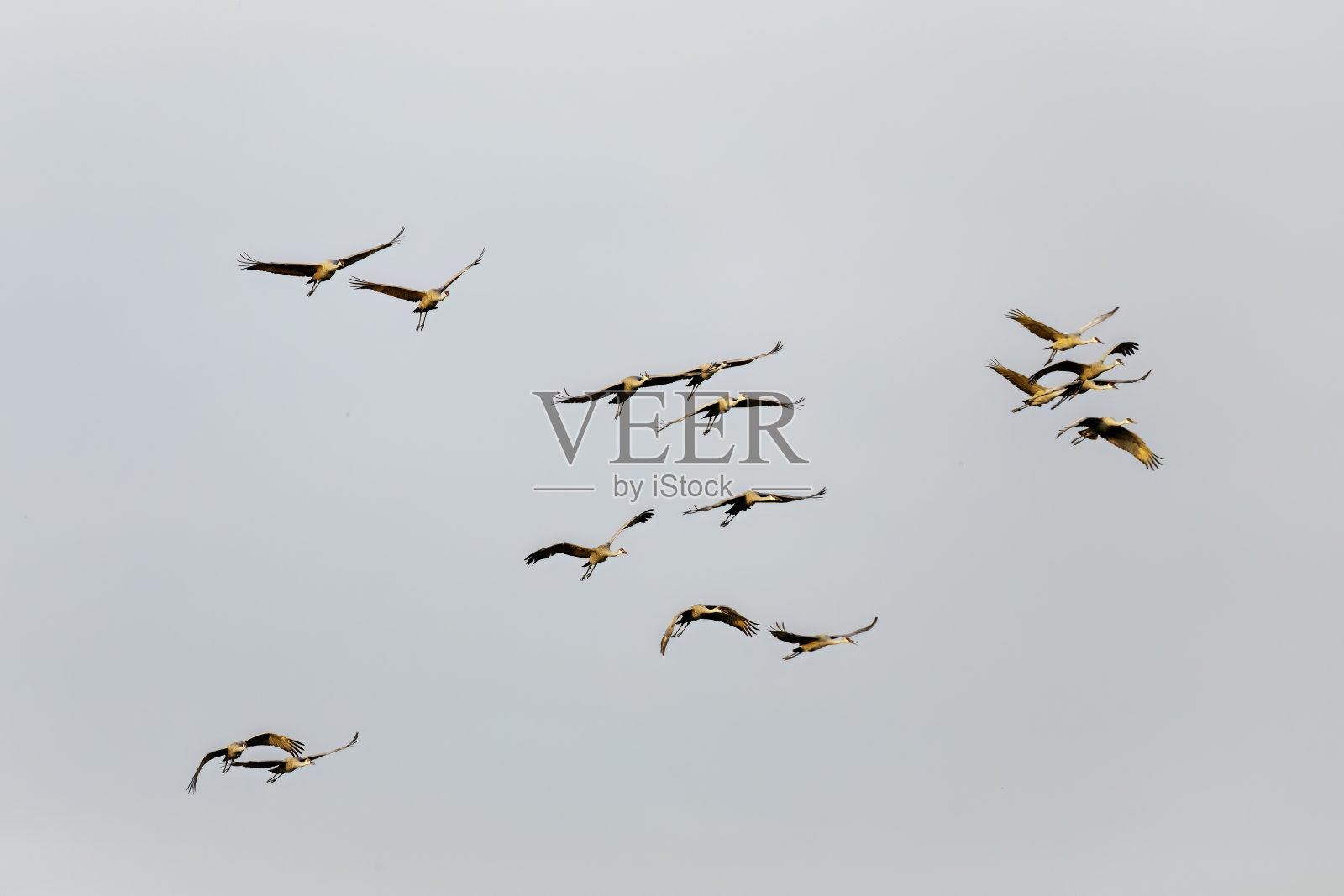 沙丘鹤(Antigone canadensis)照片摄影图片