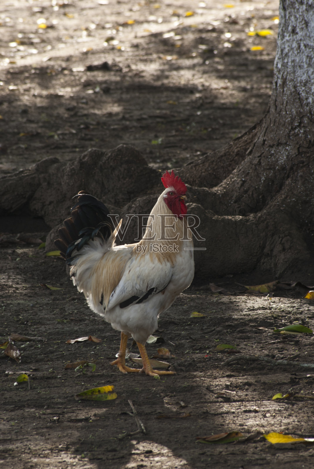 牧场上的鸡照片摄影图片