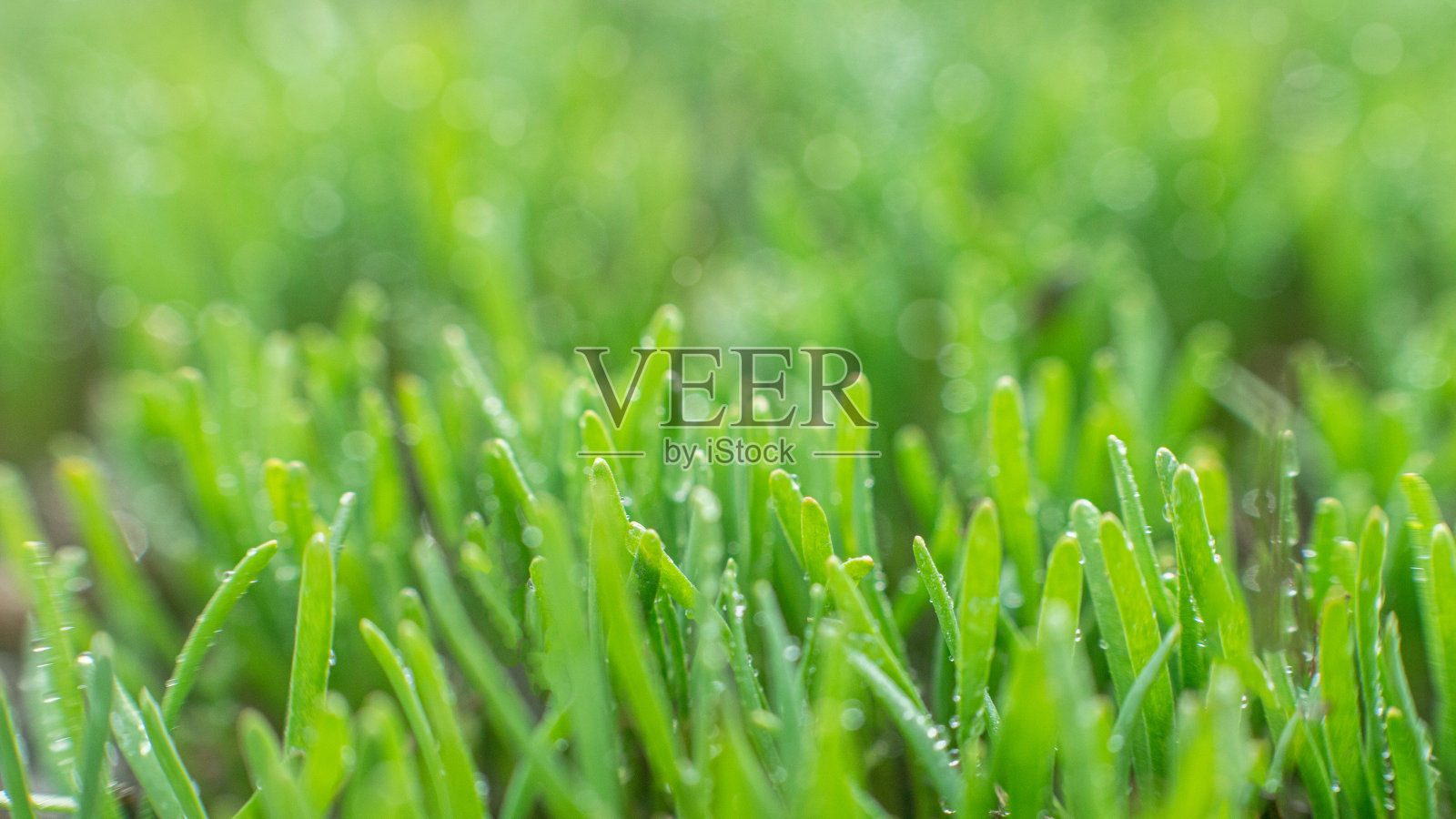 红蓼，普通红叶草，平头红叶草，鸟草，藜草和矮草。绿的小草在绿的背景上发芽。春天的背景。新鲜的在。照片摄影图片