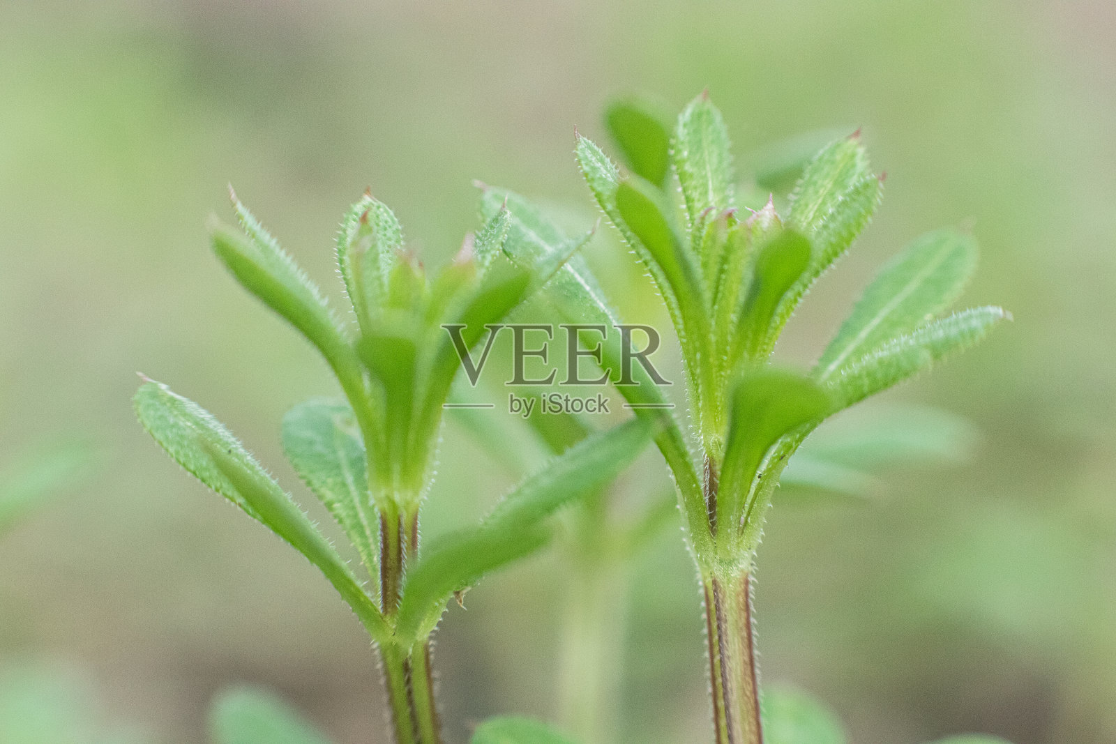 传统医学中用于治疗淋巴系统紊乱的缬草、钩草、粘草、知更鸟、粘柳、粘柳、粘柳、粘柳、握草等照片摄影图片