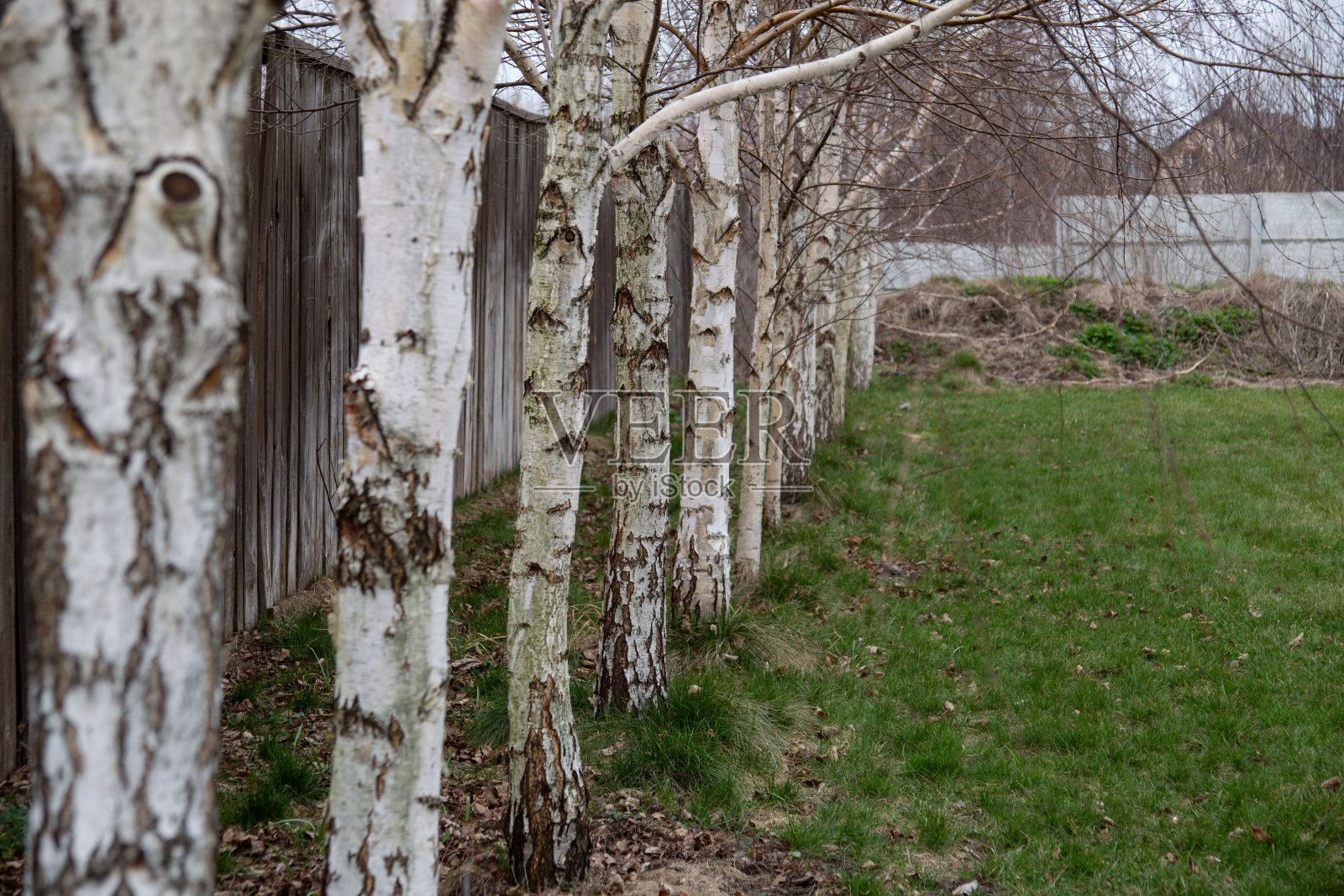 桦树照片摄影图片