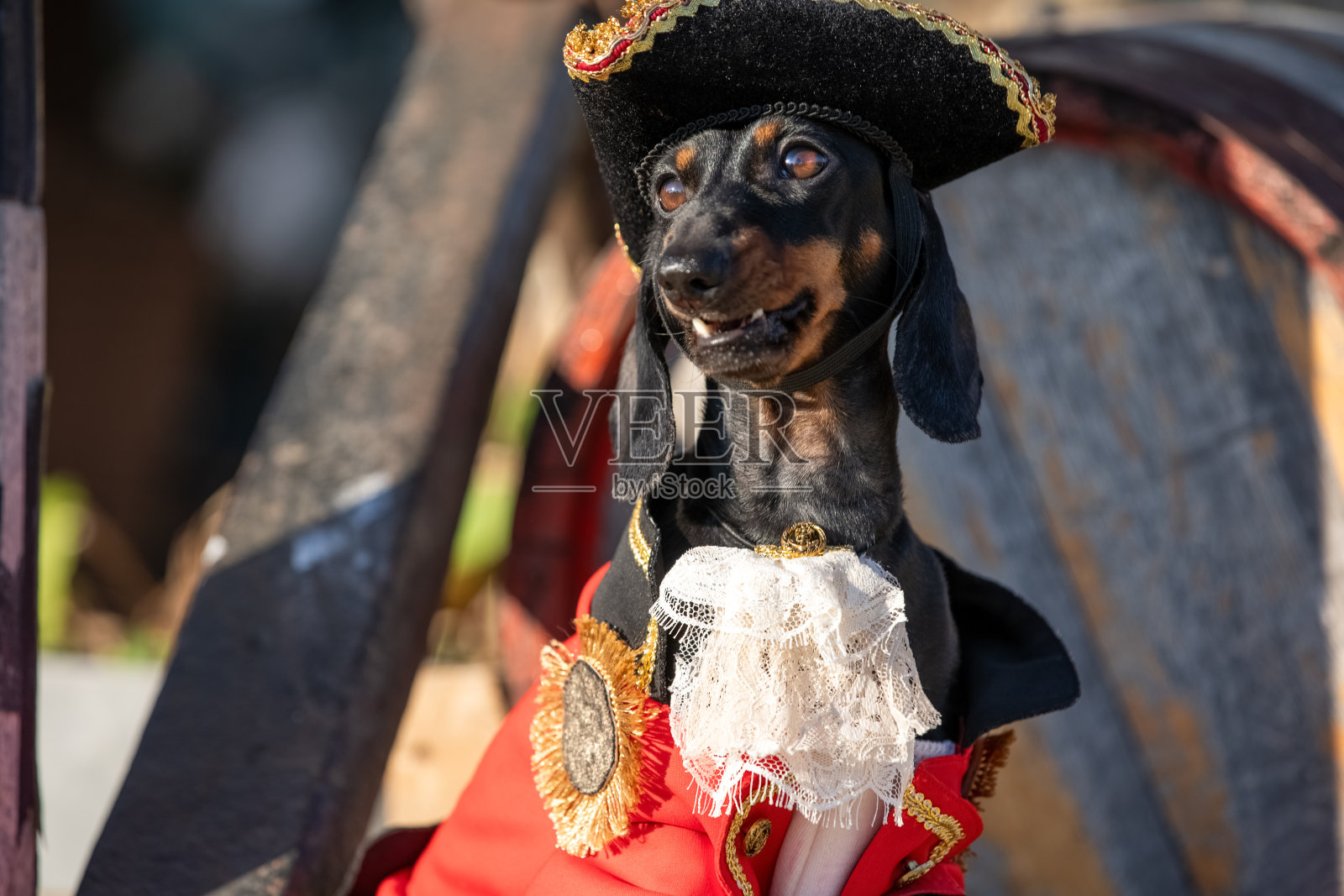 狗是一个海盗船长，穿着奇装异服，穿着鲜艳的背心，戴着一顶三角帽照片摄影图片