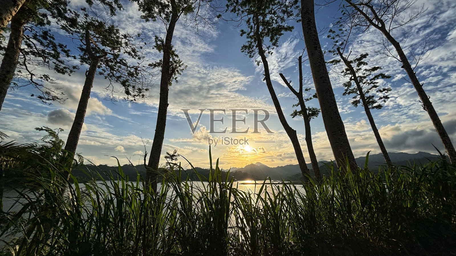 图为在野生植物中观赏水库照片摄影图片