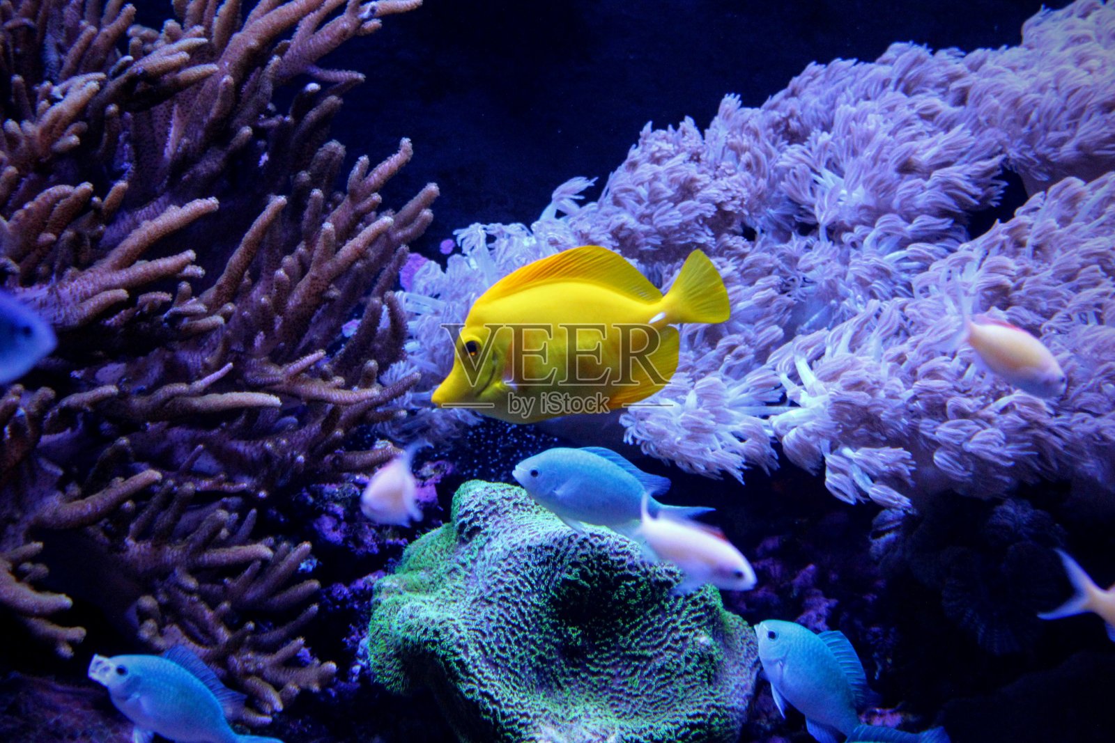 水族馆鱼类照片摄影图片