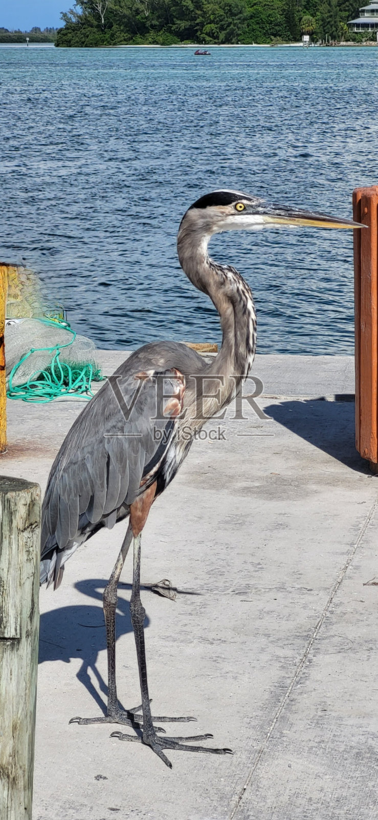 拉斯维加斯鸟类照片摄影图片