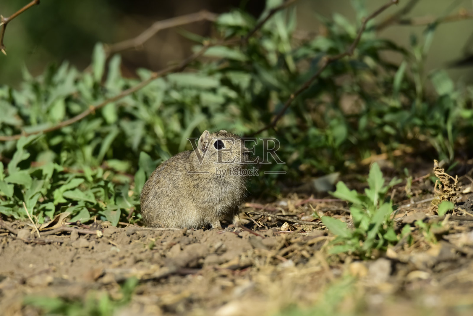 沙漠Cavi, Lihue Calel国家公园，拉潘帕省，巴塔哥尼亚，阿根廷照片摄影图片