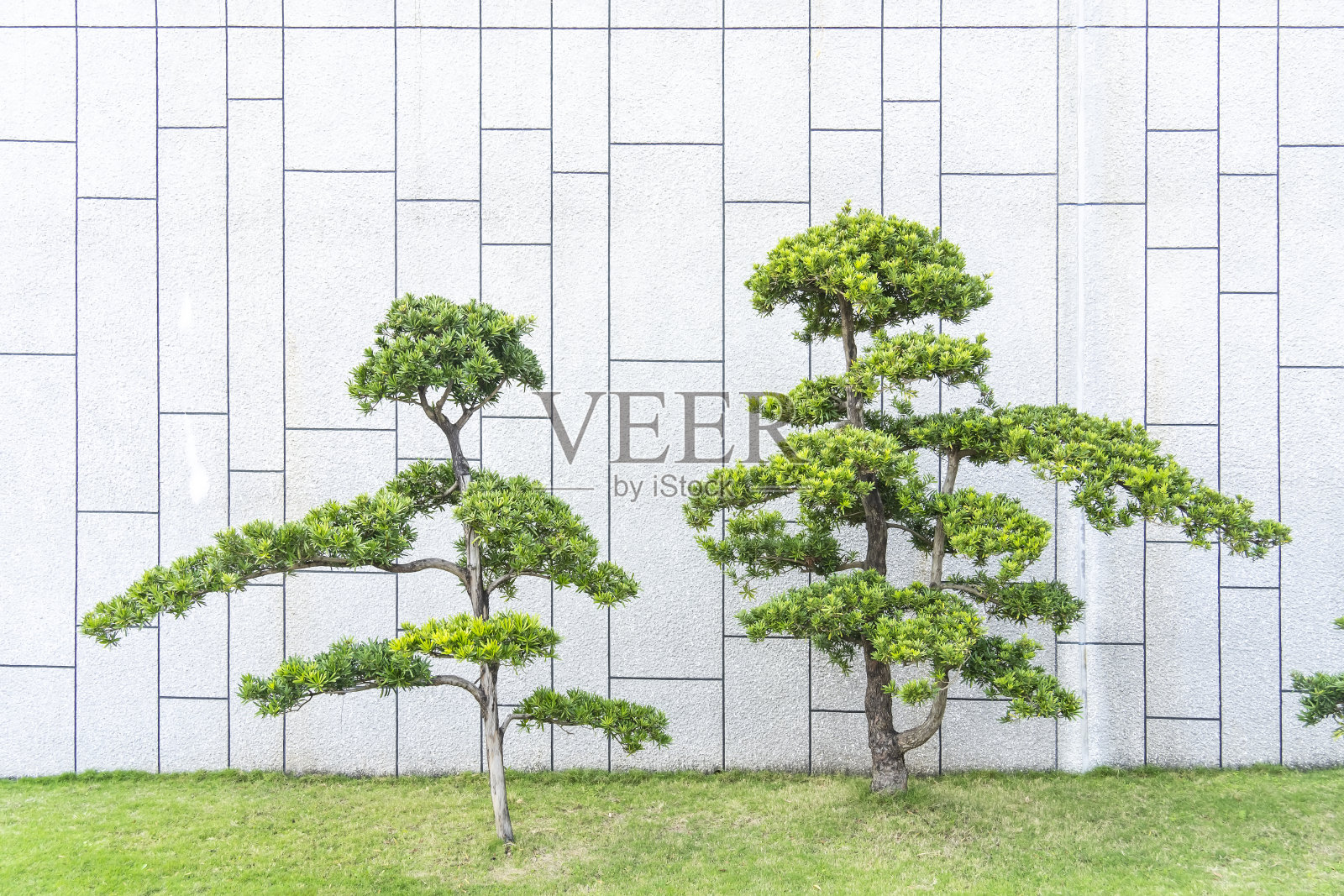 砖栅栏和日本龙柏照片摄影图片