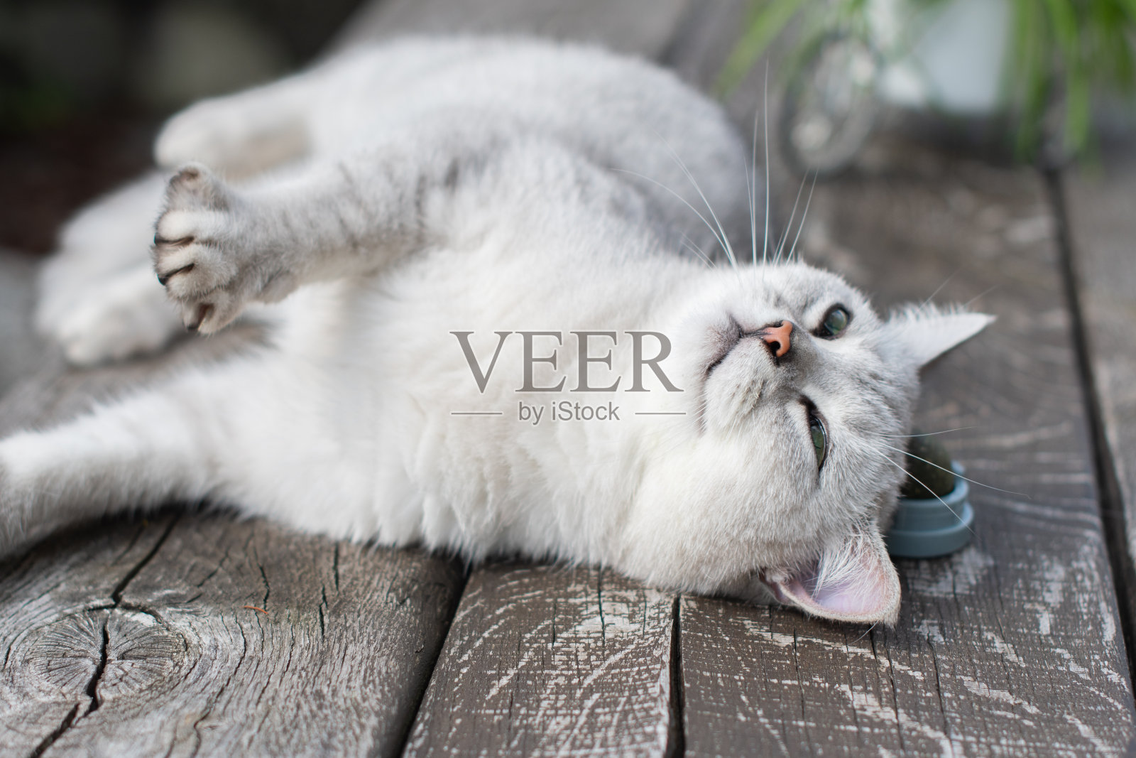 顽皮的猫玩猫薄荷球玩具，毛茸茸的宠物最喜欢的活动，一个令人兴奋的玩具对待你心爱的宠物照片摄影图片