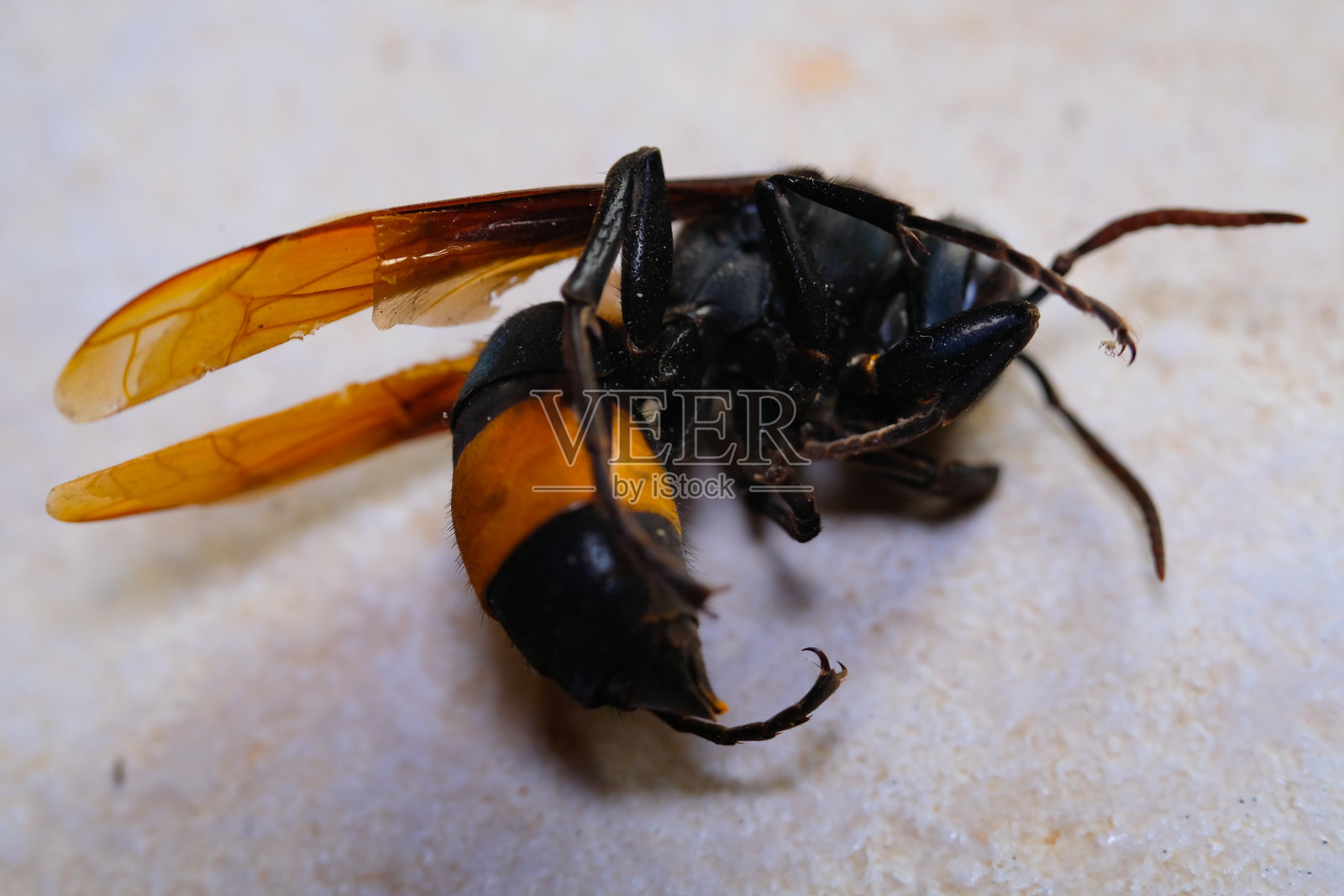 蜜蜂尸体的特写镜头照片摄影图片