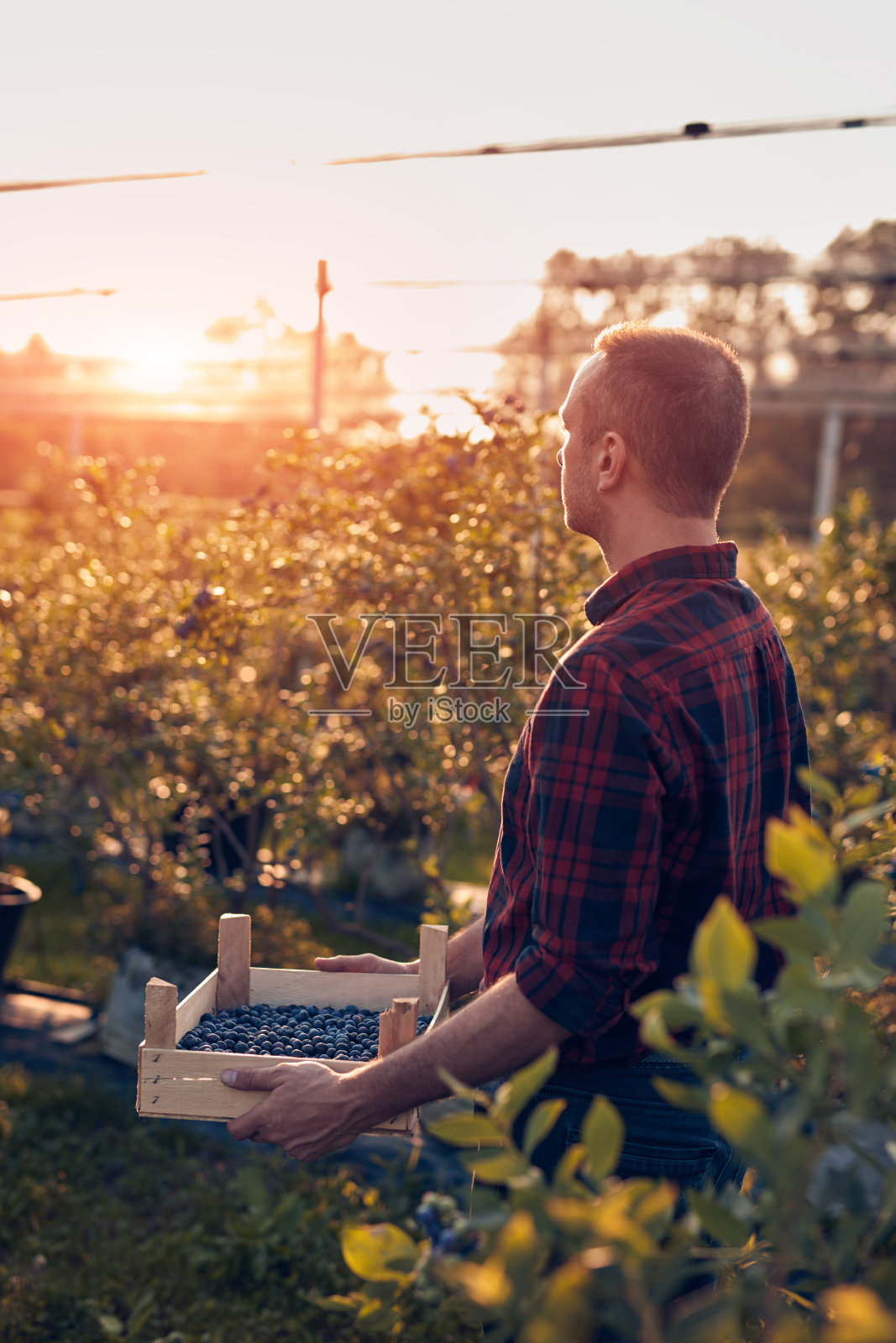 农场主在农场里拿着新鲜蓝莓。照片摄影图片