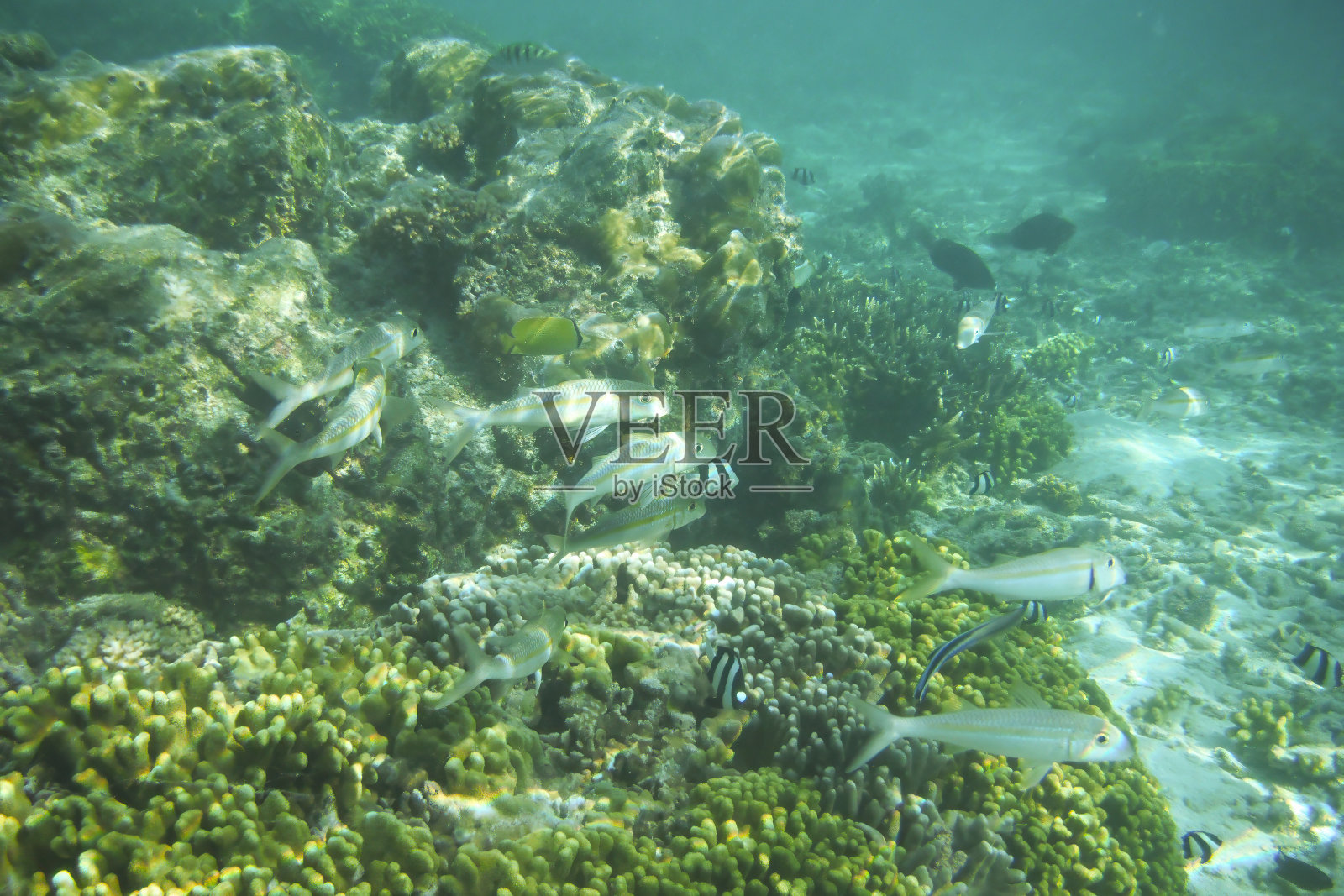 美国关岛图蒙海滩，鱼儿在生机勃勃的珊瑚礁上滑行照片摄影图片