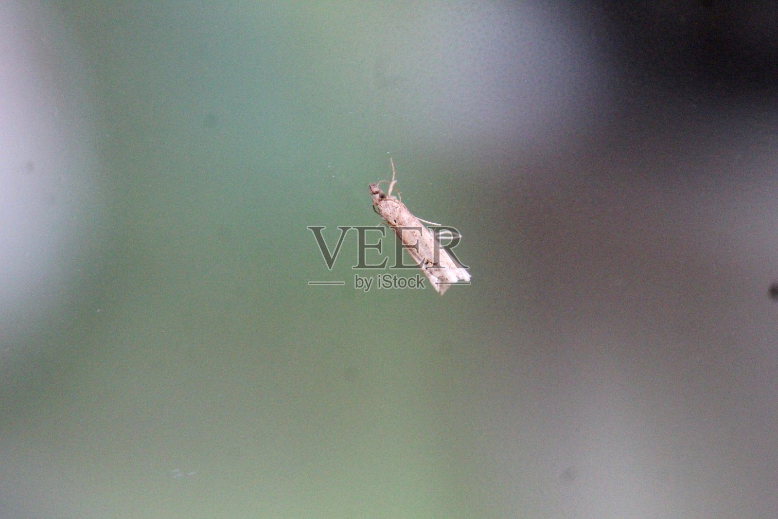 昆虫蛾-鳞翅目照片摄影图片