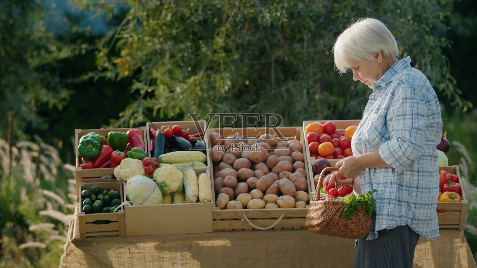 挑选新鲜农产品:一位老妇人在农贸市场柜台挑选蔬菜照片摄影图片