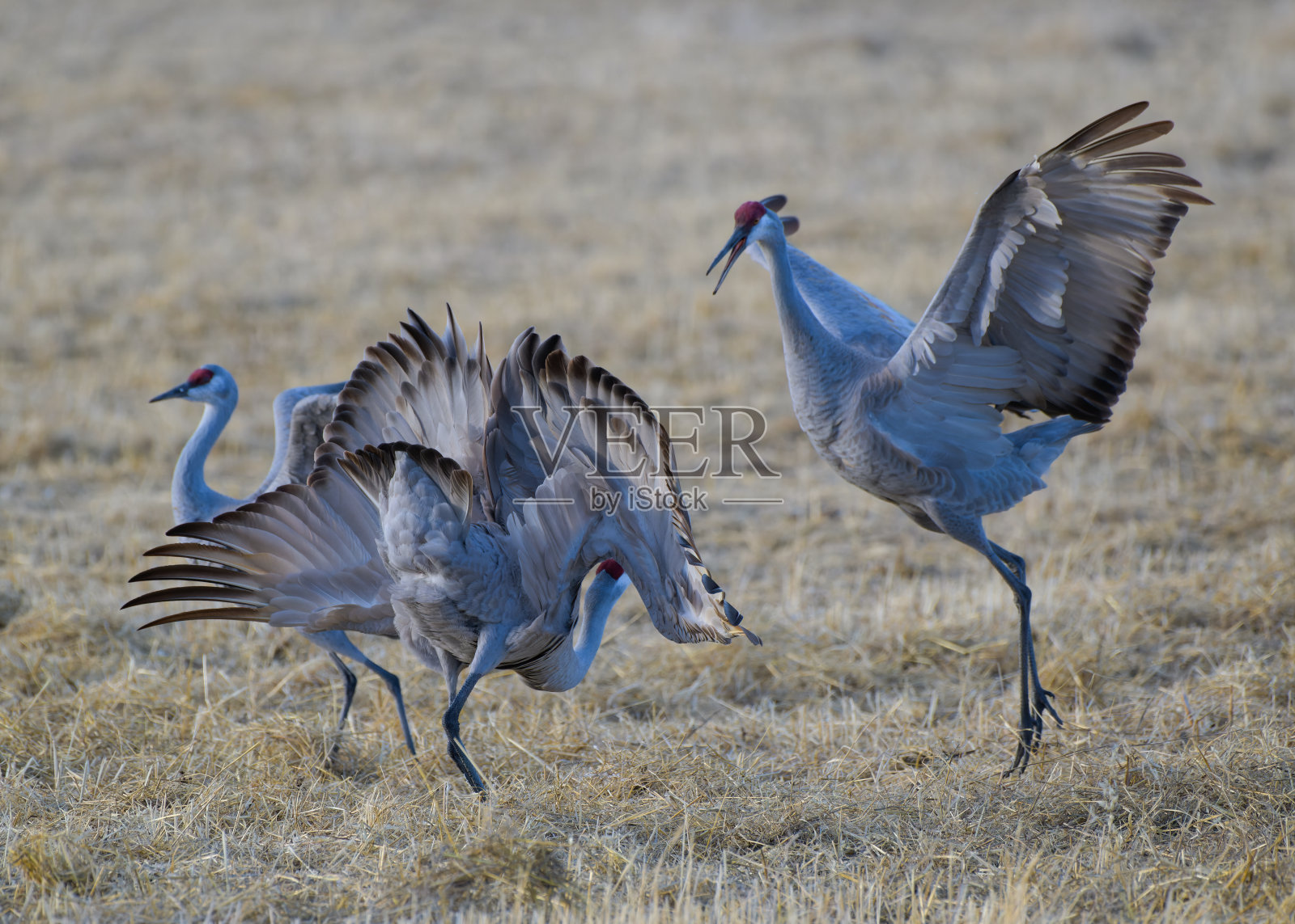 迁徙的大沙丘鹤在蒙特维斯塔，科罗拉多州照片摄影图片