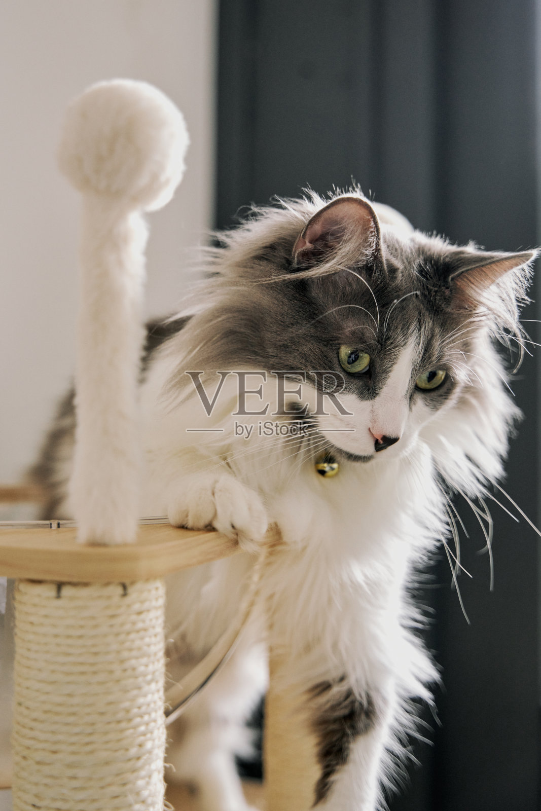 灰色可爱的家猫在玩耍。照片摄影图片