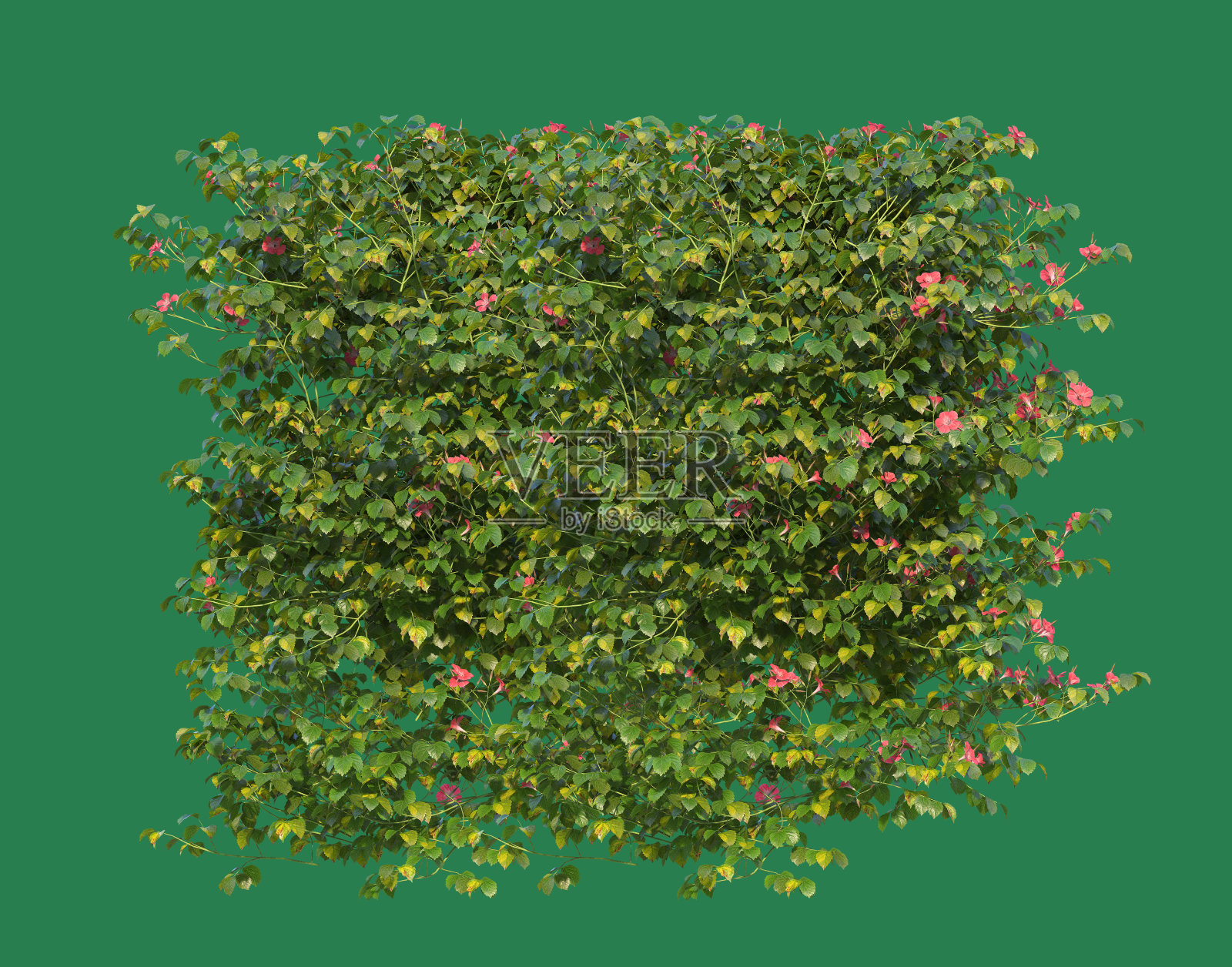 悬挂植物隔离在绿色屏幕背景照片摄影图片