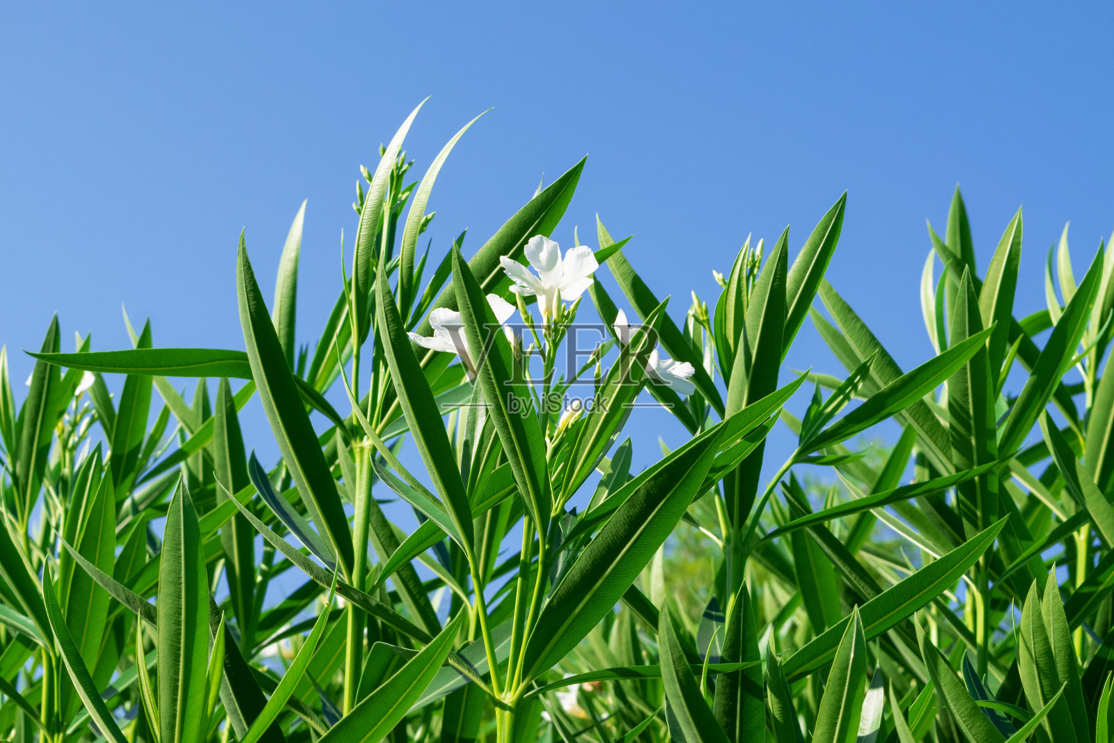 蓝蓝的天空下，夹竹桃开着白花。照片摄影图片