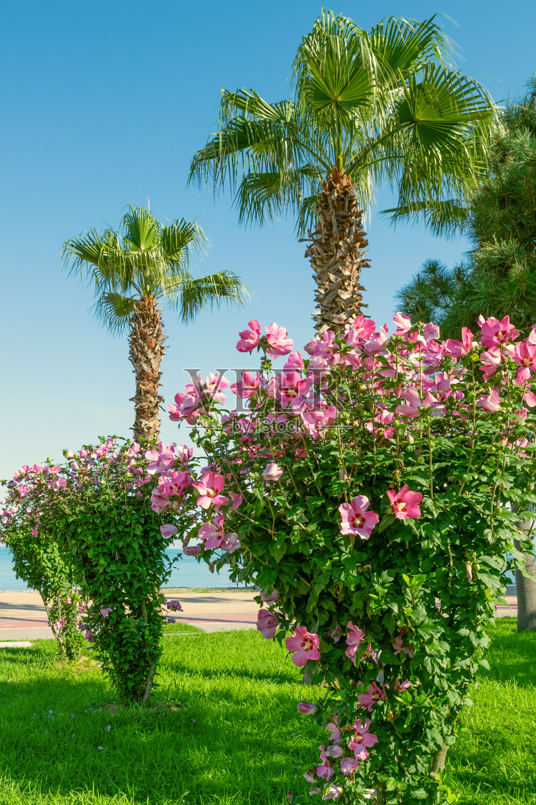 公园里的木槿、叙利亚花和棕榈树。照片摄影图片