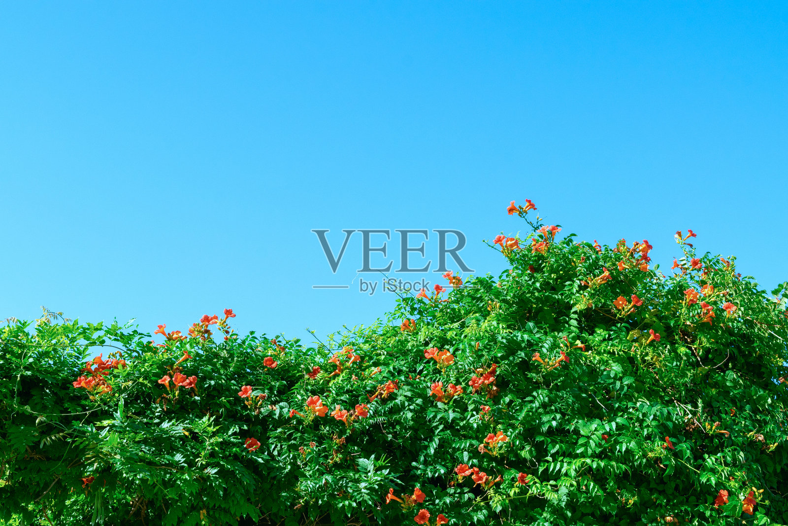 角藤，角藤或角藤。鲜花映衬着蓝天。照片摄影图片