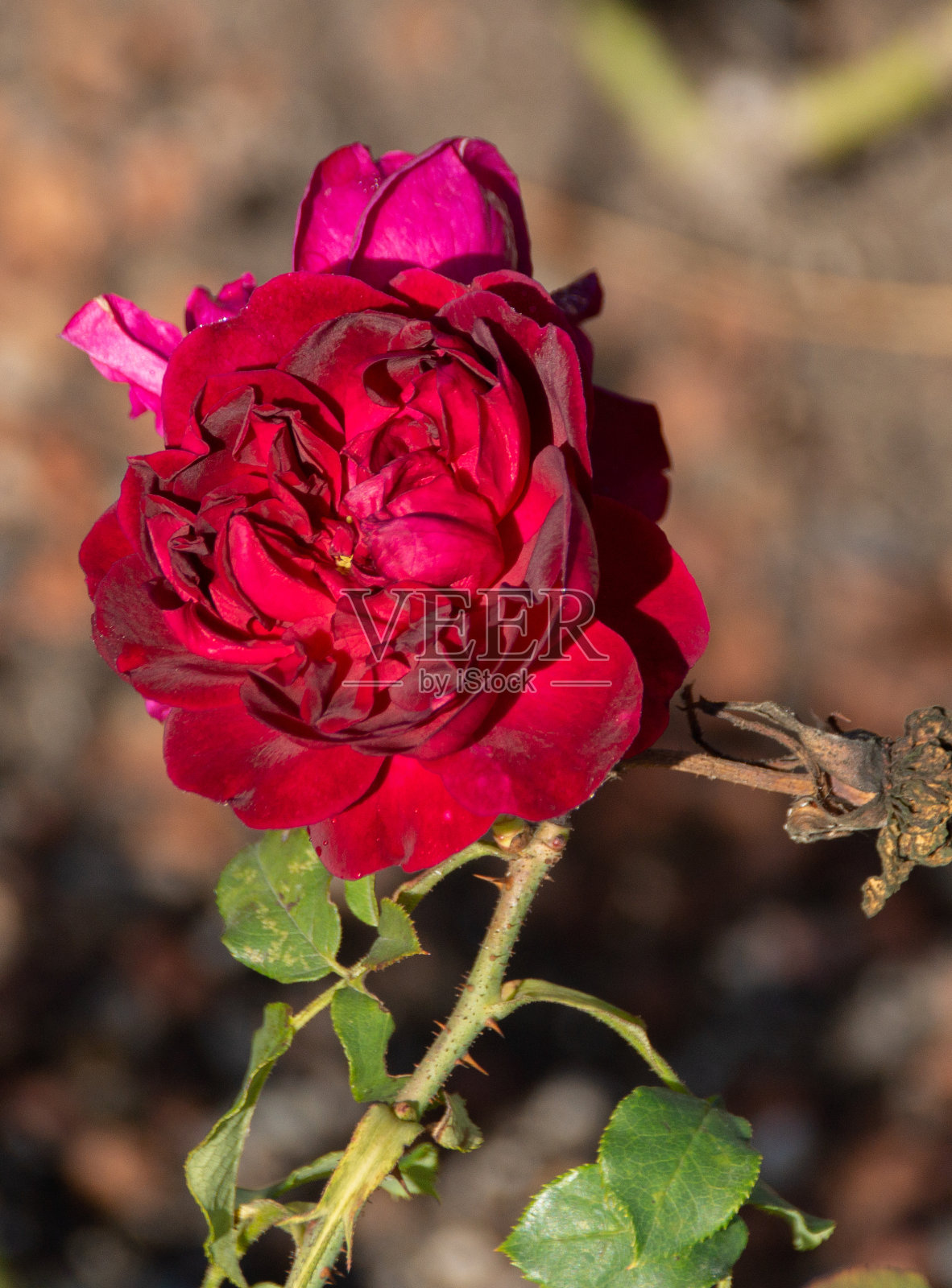 背景模糊的红玫瑰照片摄影图片