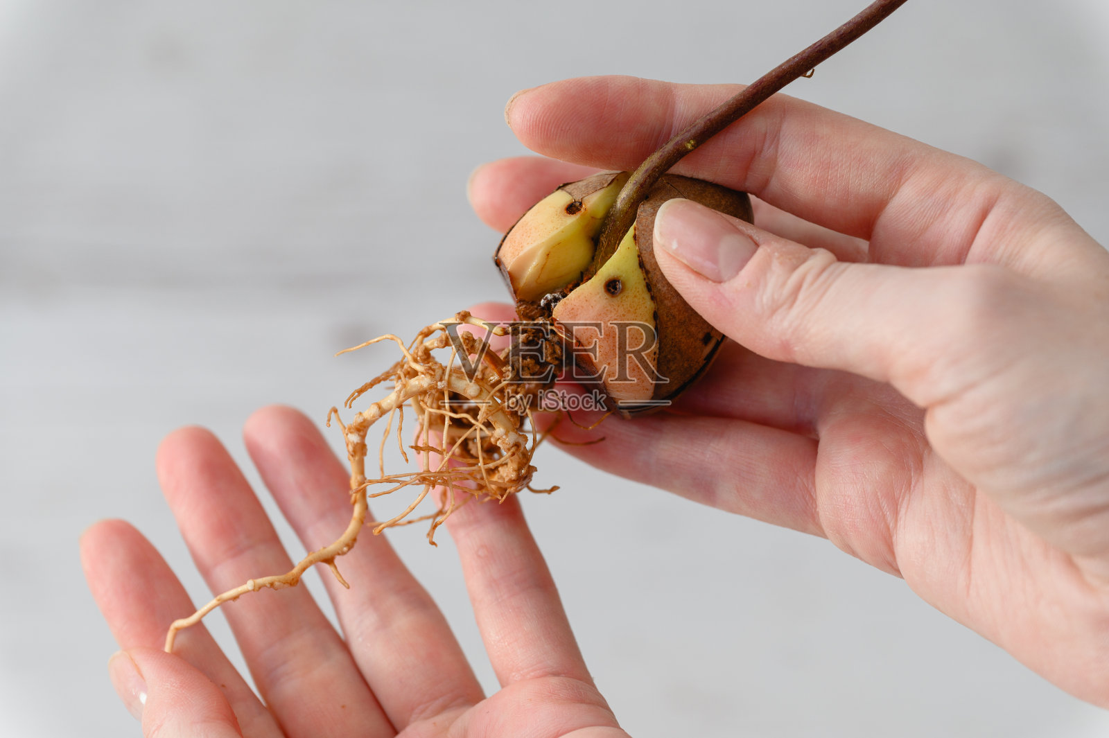 发芽的牛油果种子长根在一个女人的手在室内。照片摄影图片