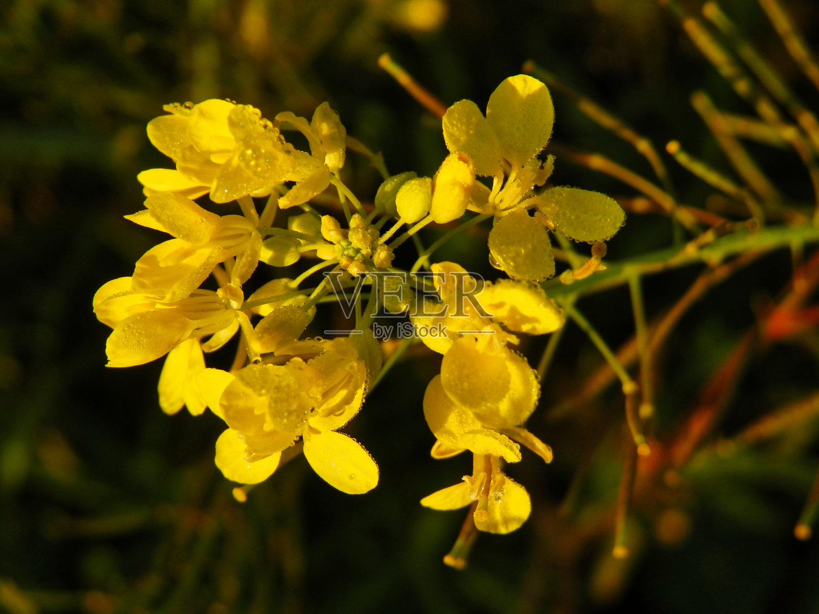 花，植物，植物，宏观，自然，春天，美丽，清新，草地，户外，照片摄影图片