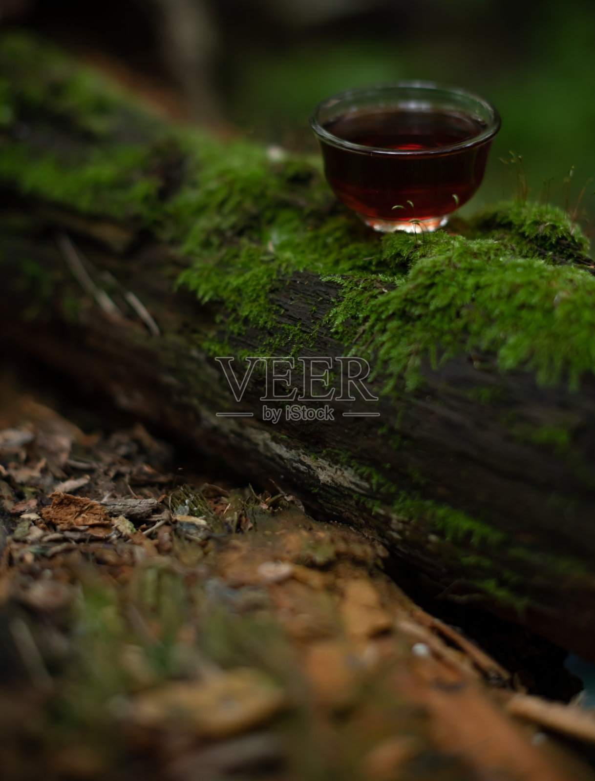 茶碗与树普洱在原木与苔藓在森林照片摄影图片