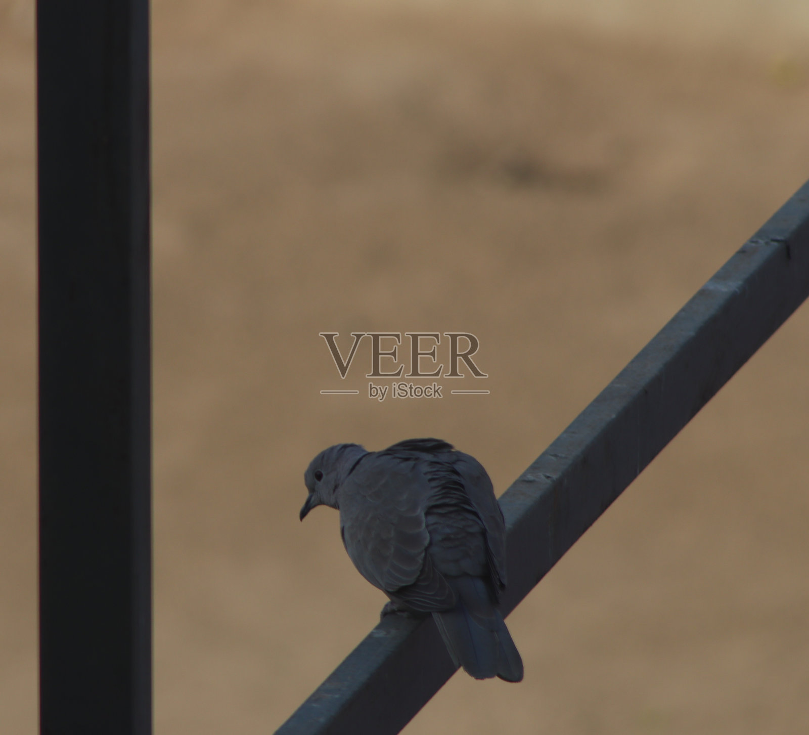 清晨的环颈鸽摄影照片摄影图片