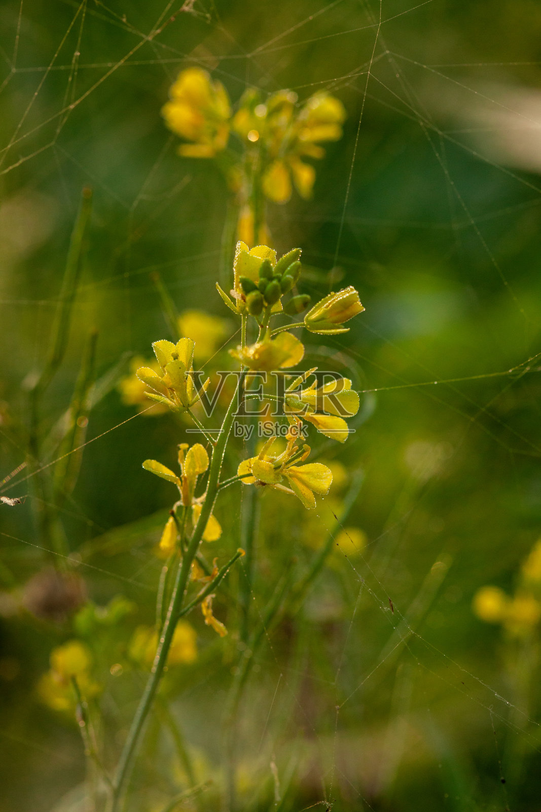 这是一片黄花的田野，背景是一张蜘蛛网照片摄影图片