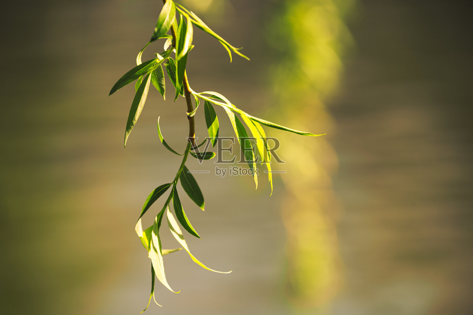 日出中的花朵照片摄影图片