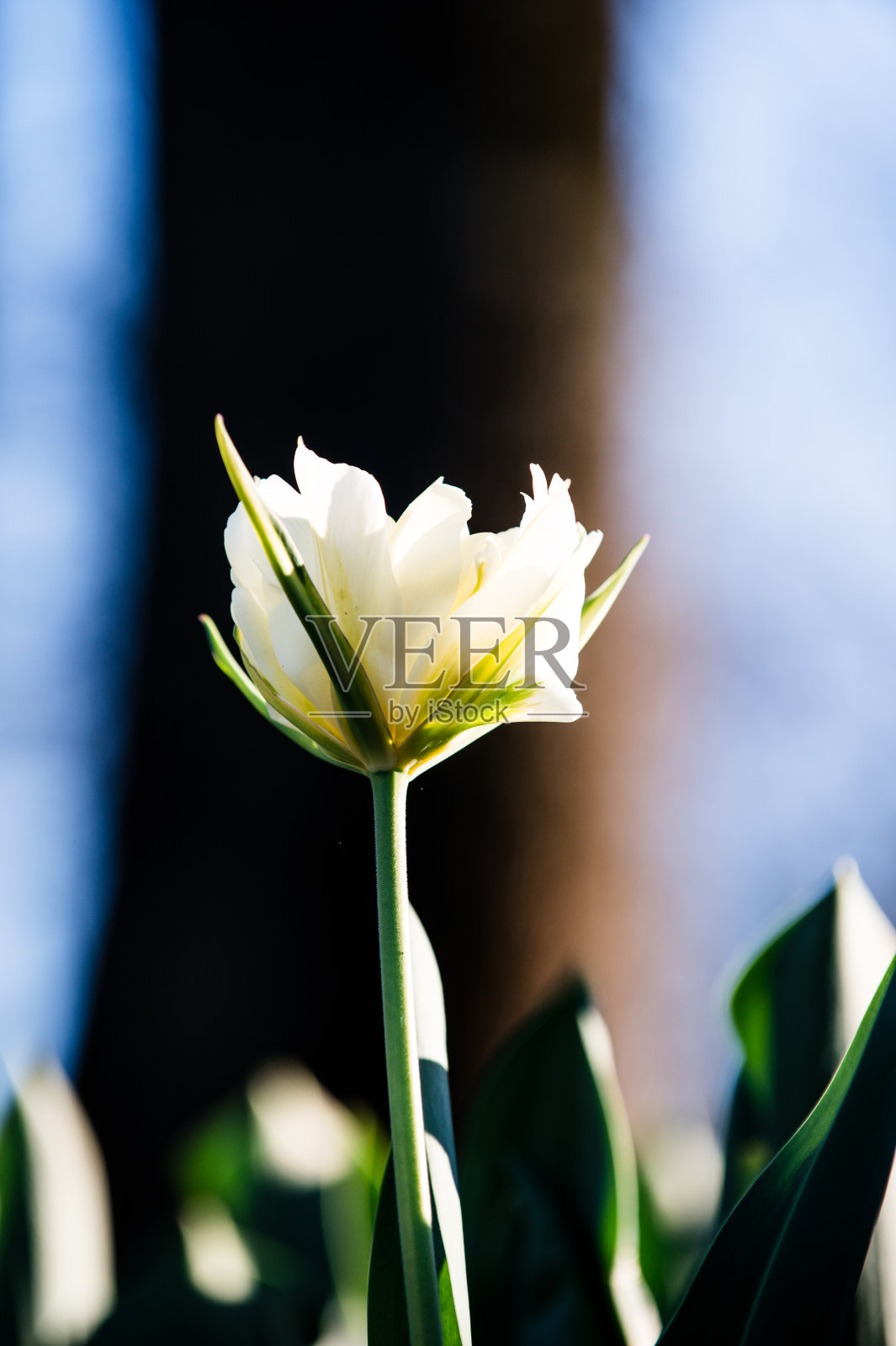 日出中的花朵照片摄影图片