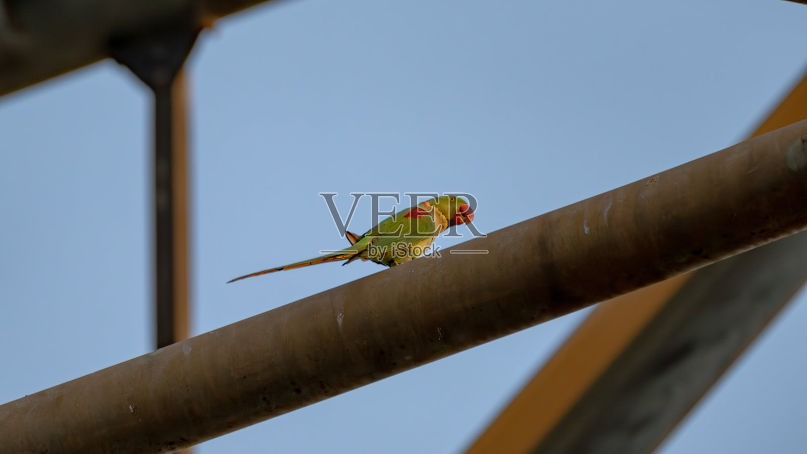 同上长尾小鹦鹉照片摄影图片