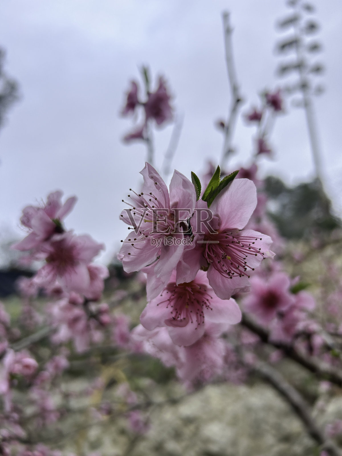 桃花盛开。Melocotonero。桃树。碧桃照片摄影图片