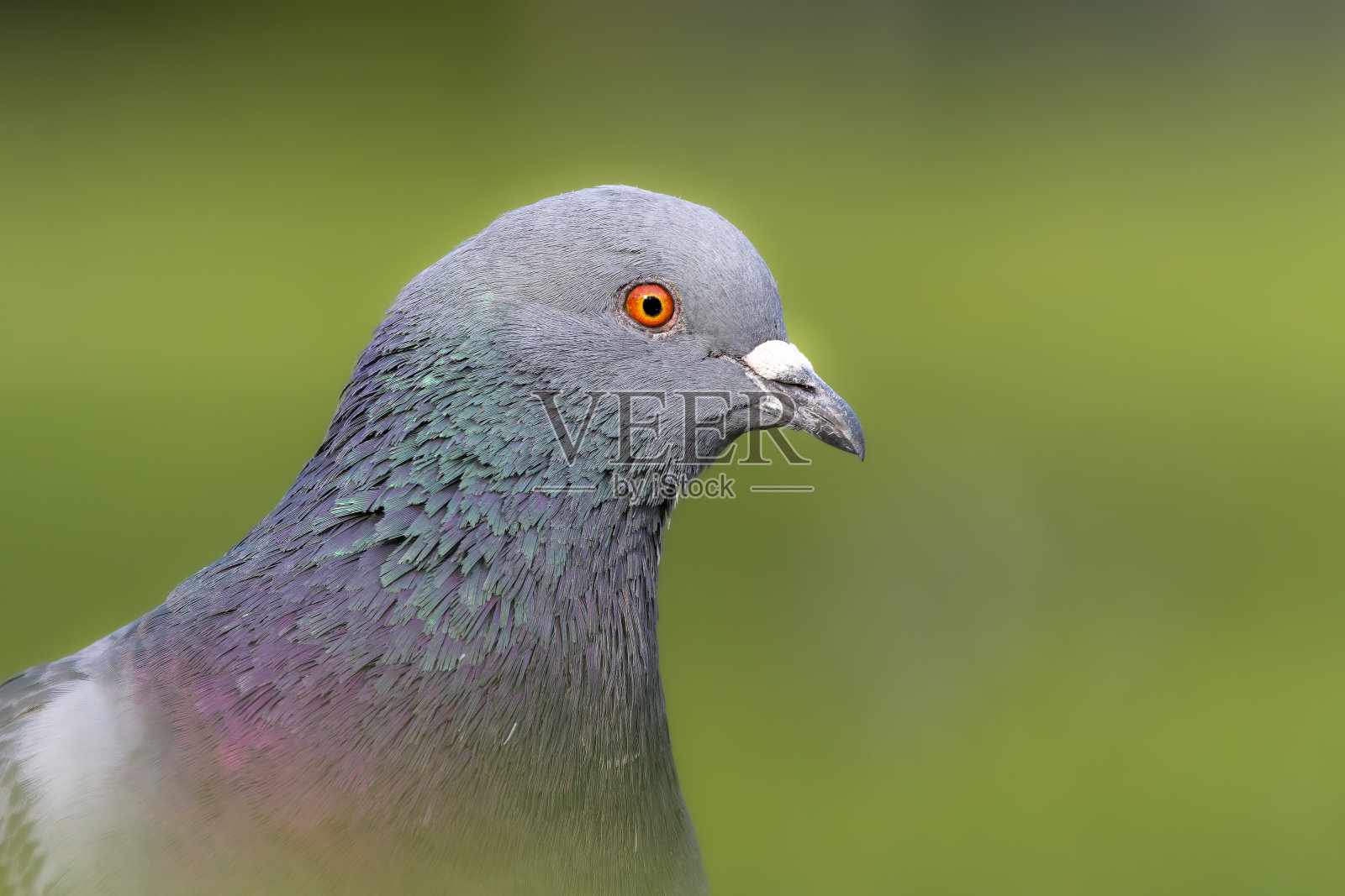 在晨光中鸽子照片摄影图片