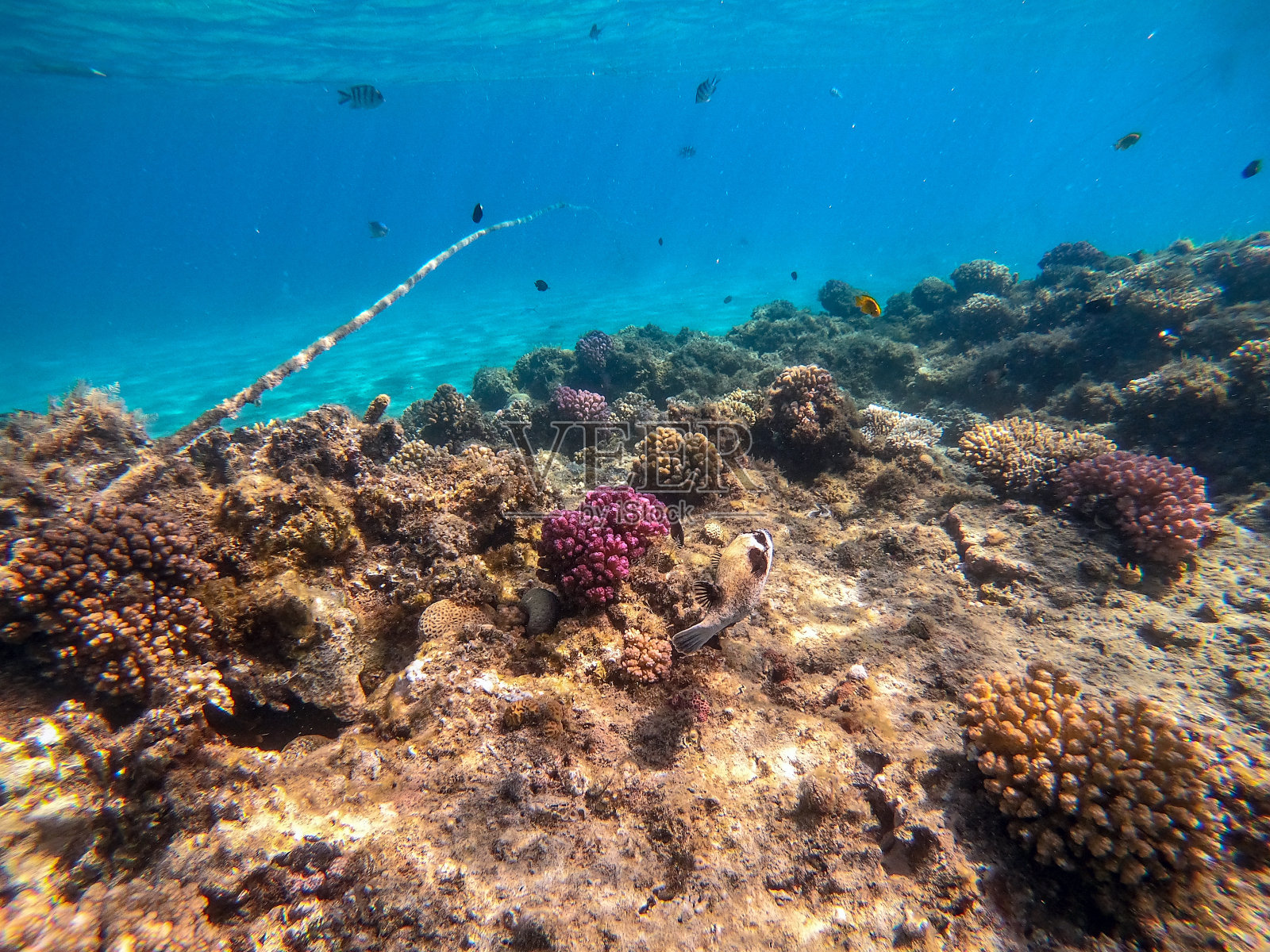 珊瑚礁上的面具河豚(Arothron diadenatus)。照片摄影图片