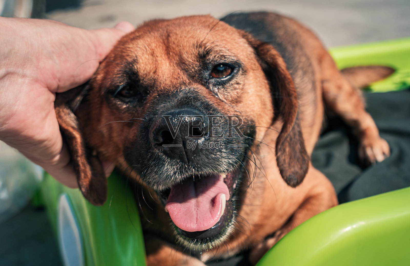 在宠物收容所，男性抚摸流浪狗的特写。人，动物，志愿服务和帮助的概念。照片摄影图片