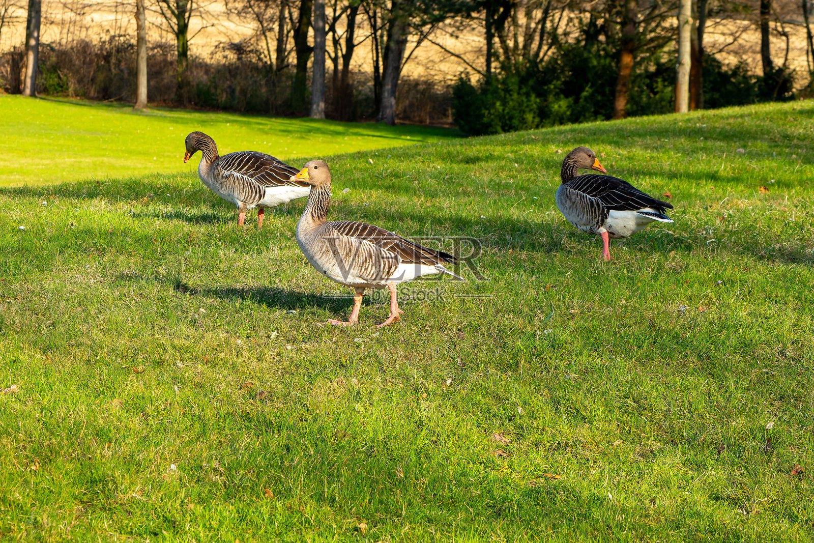 城市公园草地上的鸭子照片摄影图片