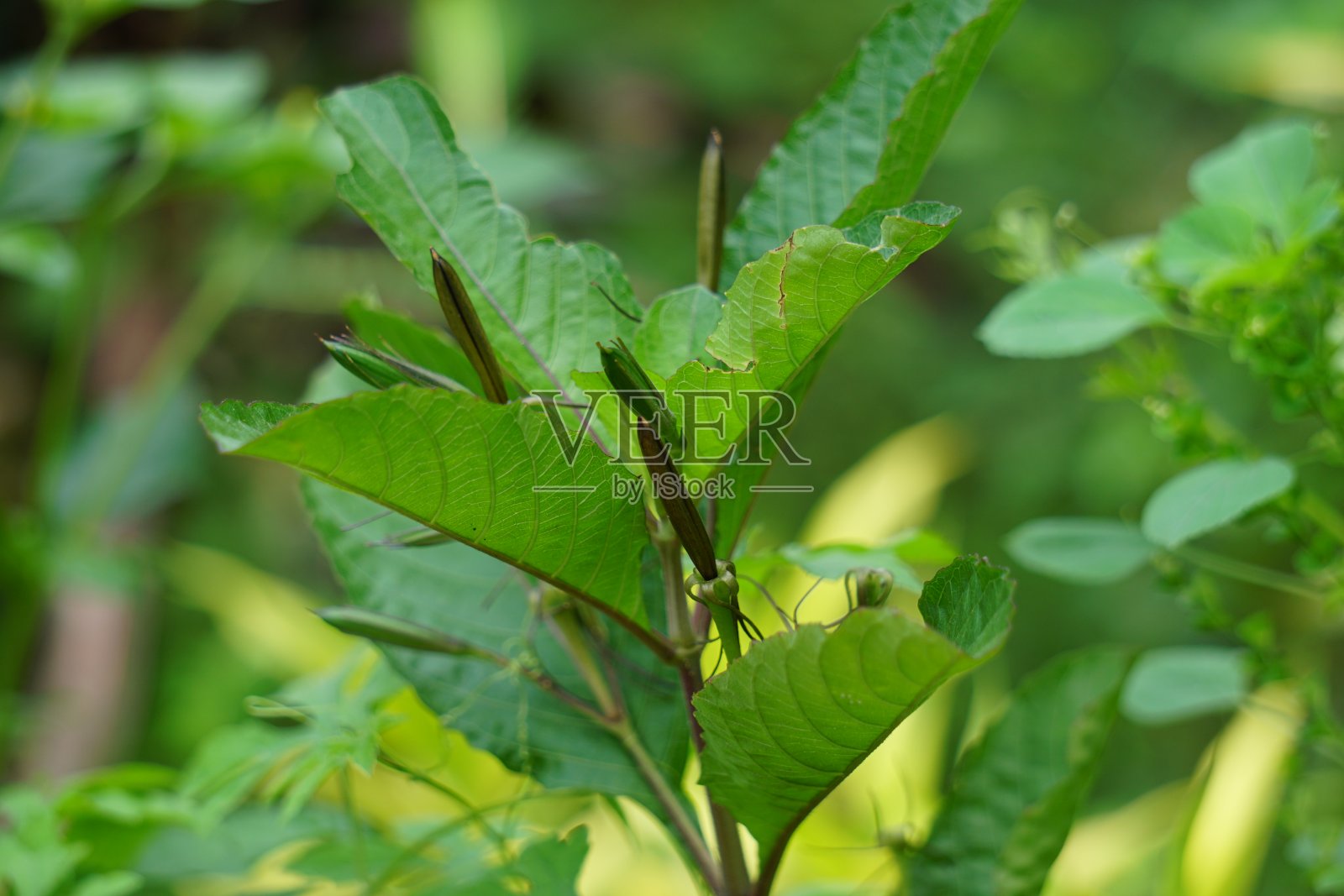 自然背景下的秋ellia tuberosa(也被称为minnierroot, fever root, snapdragon root)照片摄影图片