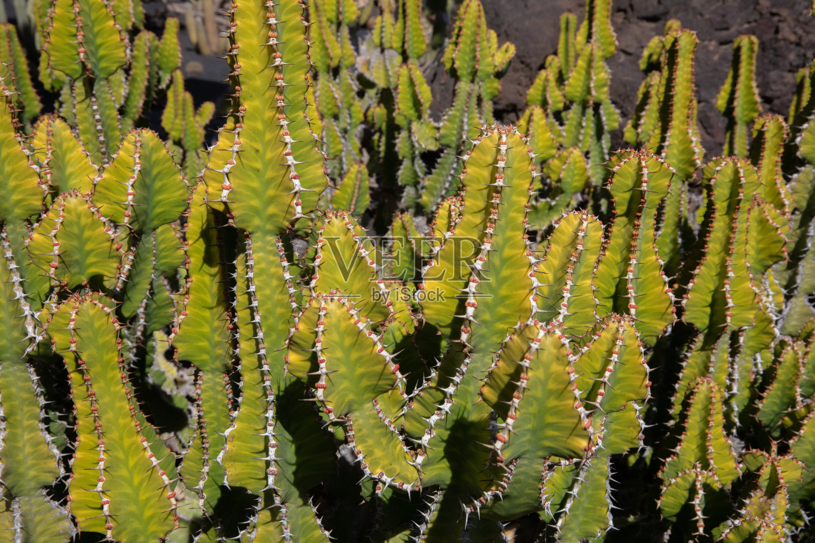 仙人掌中心图像，色彩丰富，针尖锋利，大标本。照片摄影图片