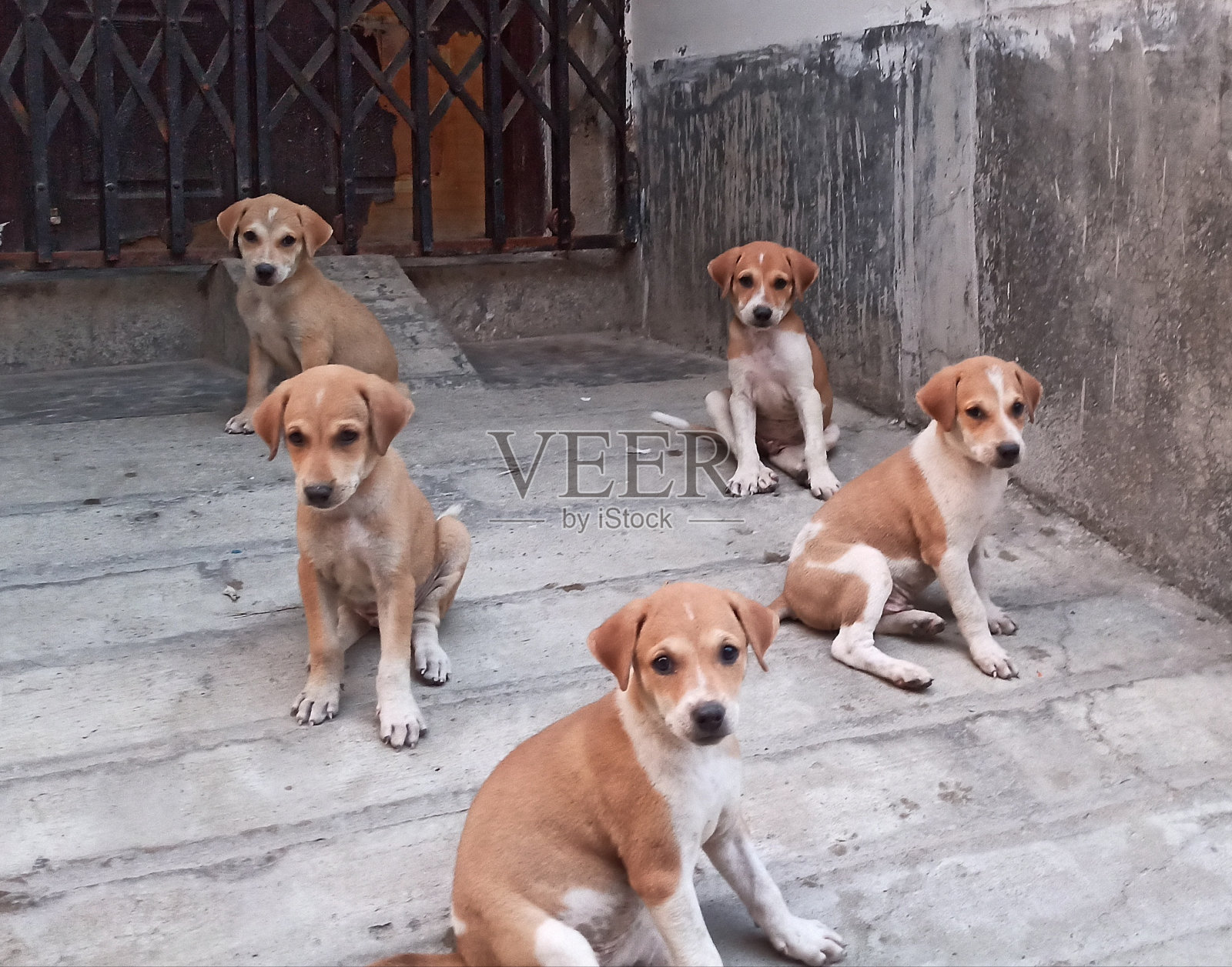 鹅走照片摄影图片