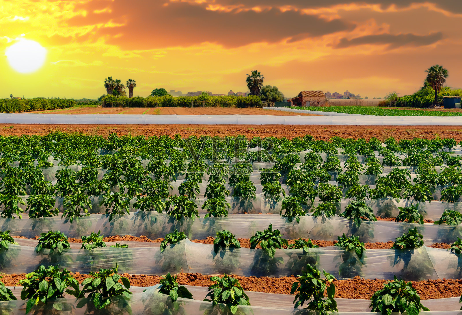 夕阳下的农场。西班牙乡村的乡村景观。照片摄影图片