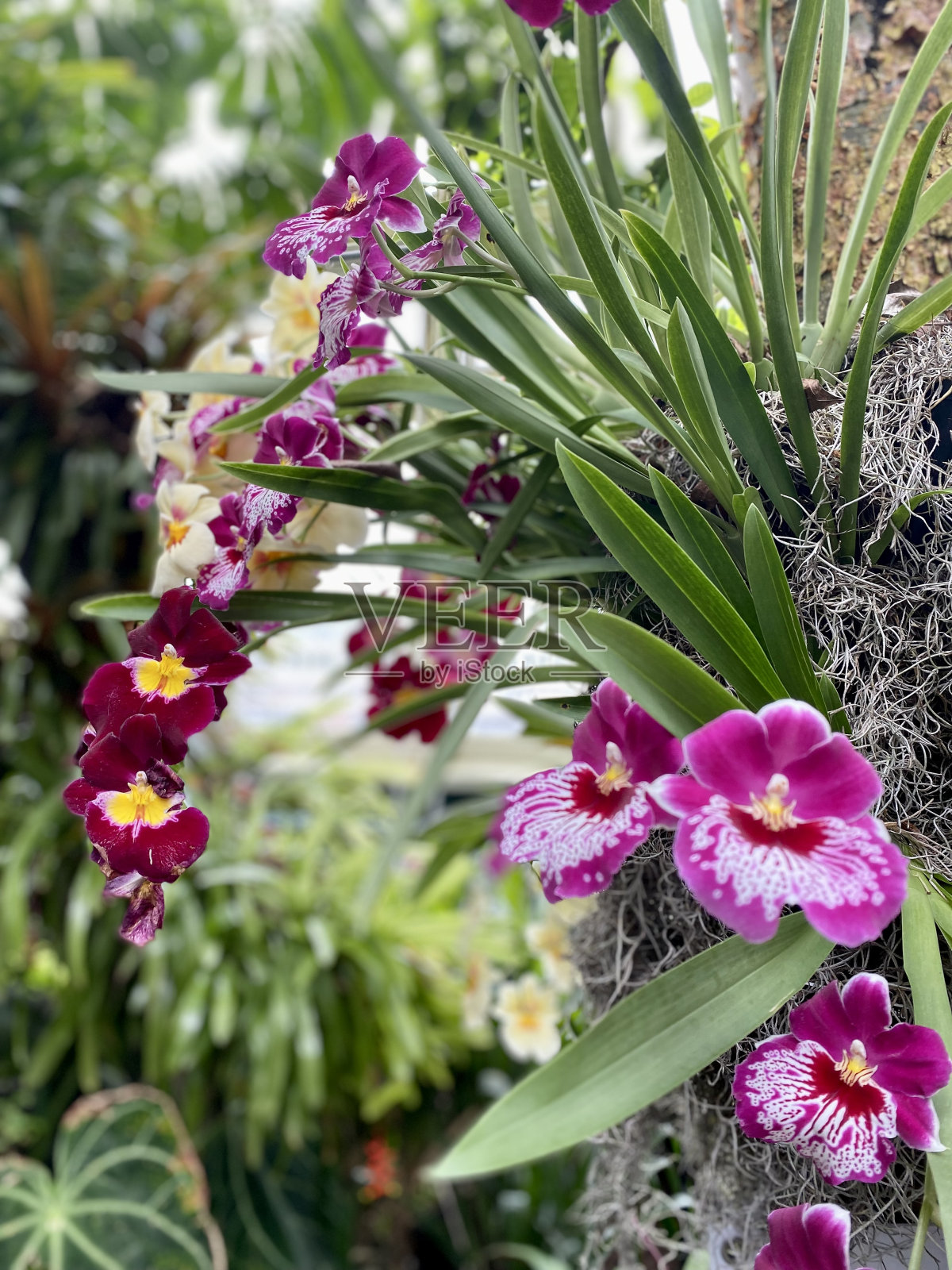 植物照片摄影图片