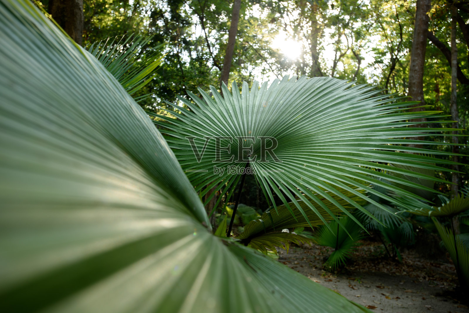 白象棕榈，白背棕榈(Kerriodoxa elegans):泰国南部特有的棕榈。照片摄影图片