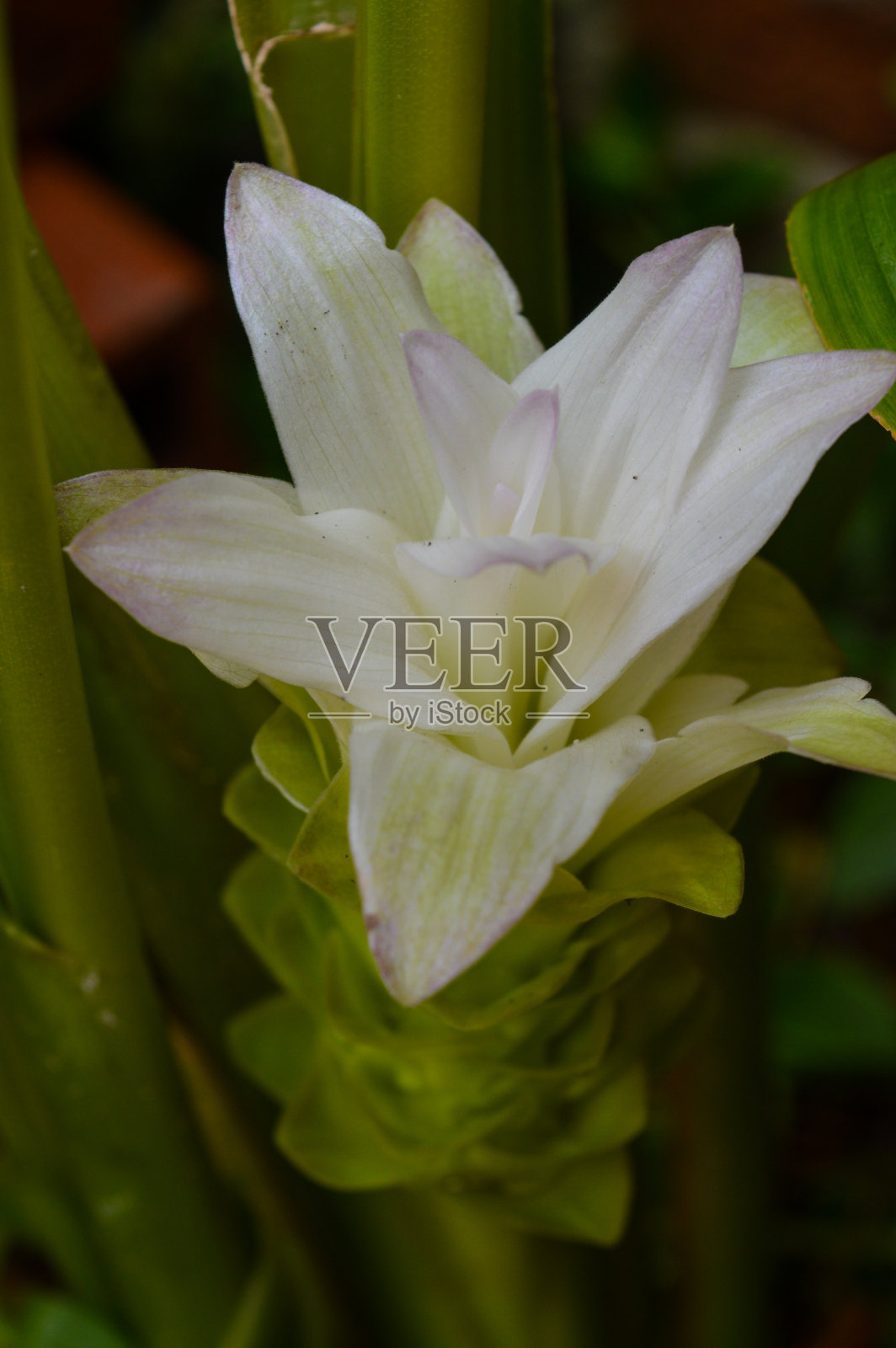 姜黄的花照片摄影图片