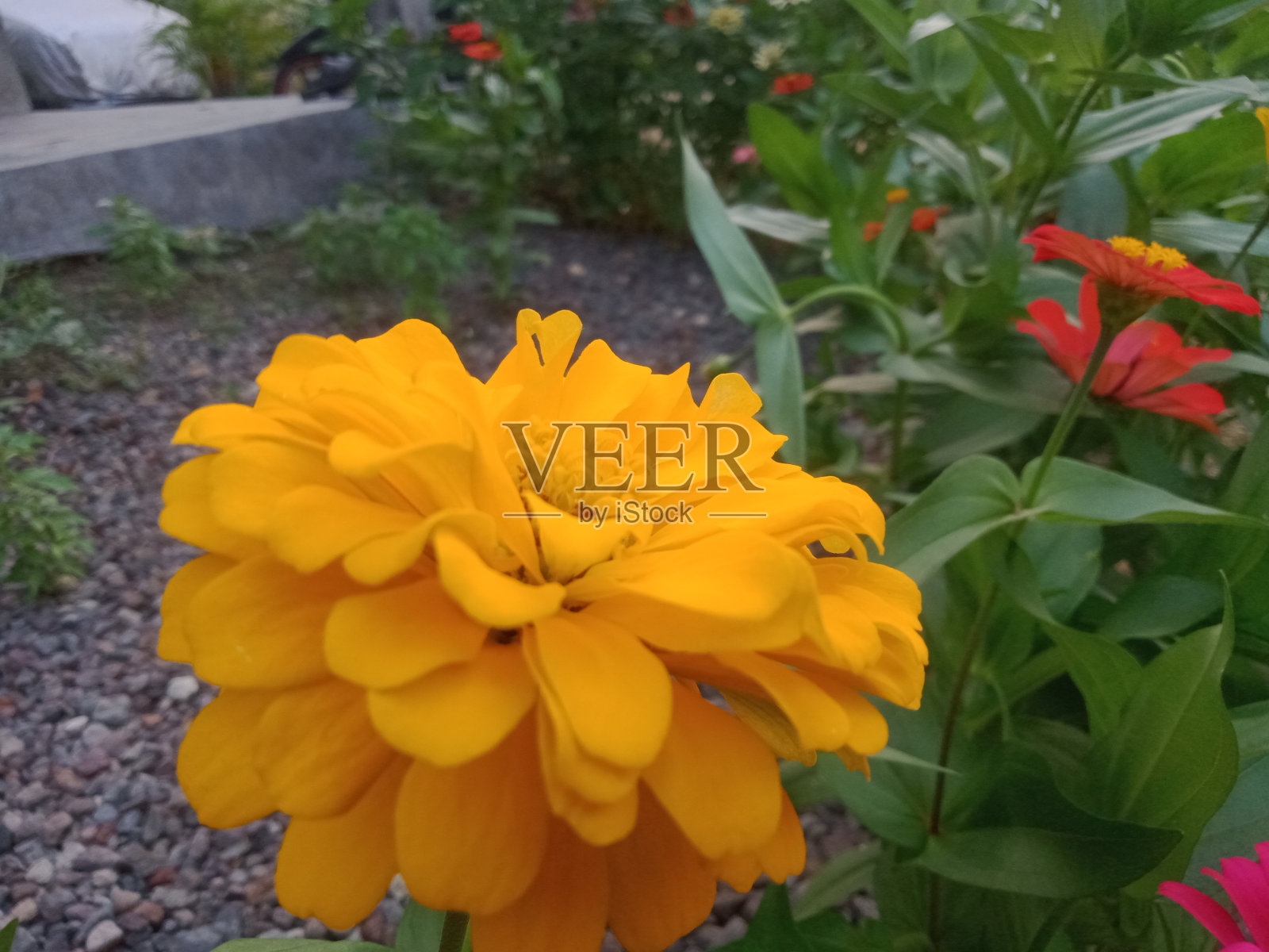 花照片摄影图片