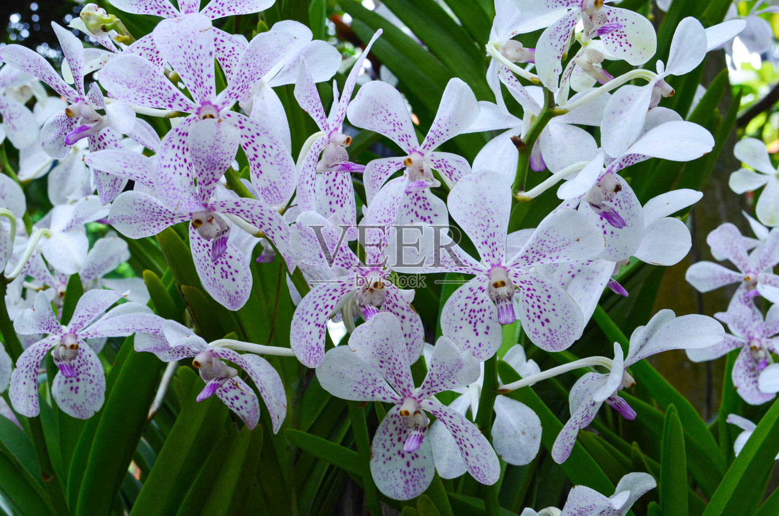 夏季或春季植物园里盛开的兰花照片摄影图片