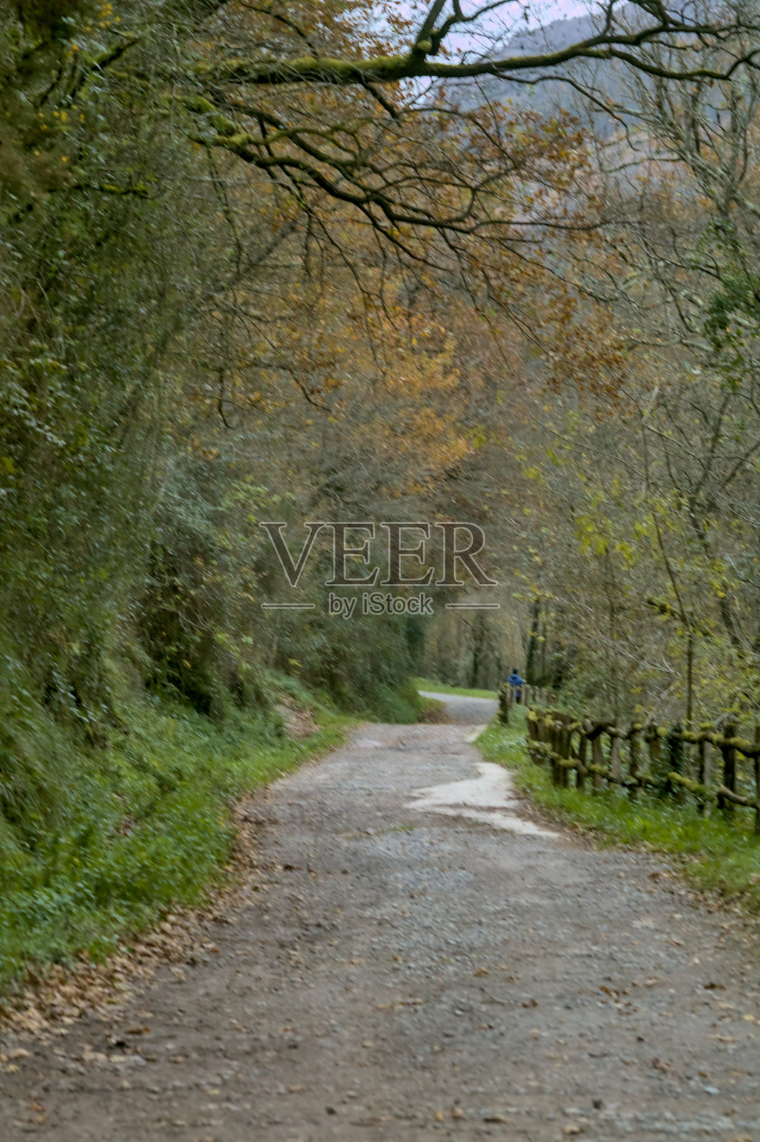 在西班牙巴斯克地区的一条绿色小路上照片摄影图片