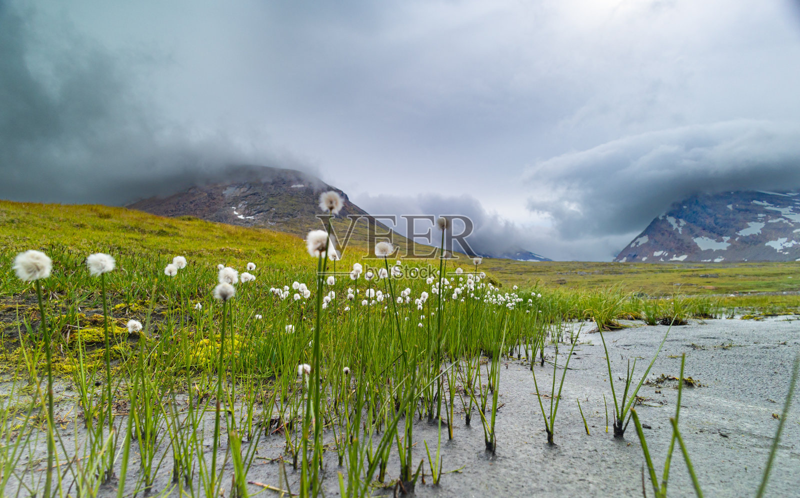 美丽的白棉草生长在瑞典的Sarek国家公园。照片摄影图片