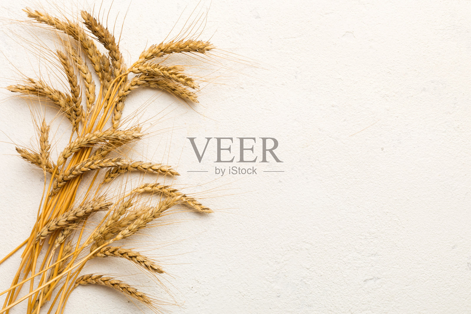 彩色背景上的麦穗和种子。天然谷类植物，收获时间概念。俯视图，平面布局与复制空间。世界小麦危机照片摄影图片